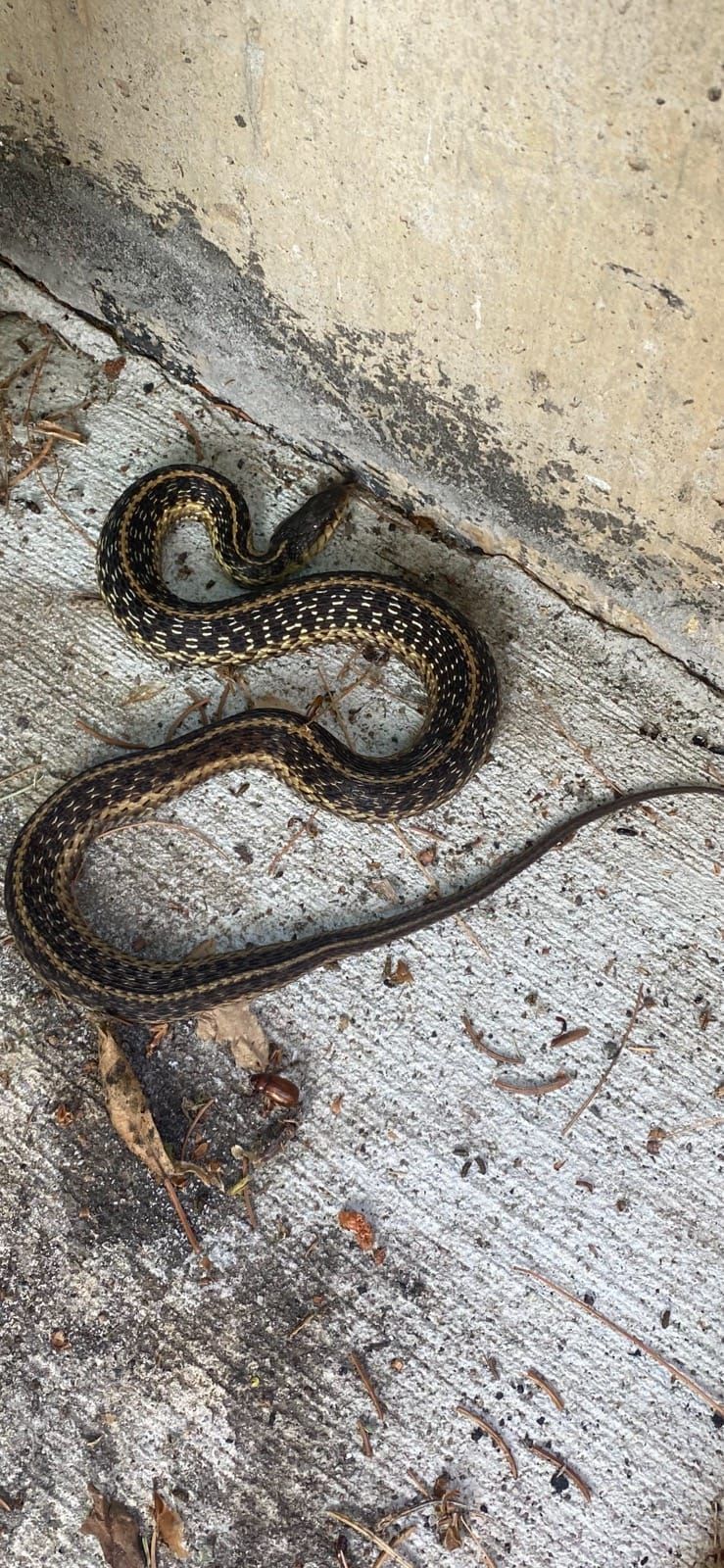 A dark-colored garter snake with yellow stripes on gray concrete.