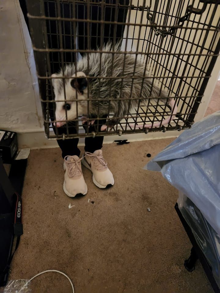 An opossum in a metal cage held by a person wearing pink shoes, inside.