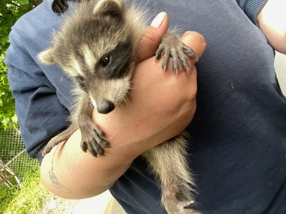 Baby raccoon held in a person's hand, looking down. Fur is grey and black, person wearing a blue shirt.