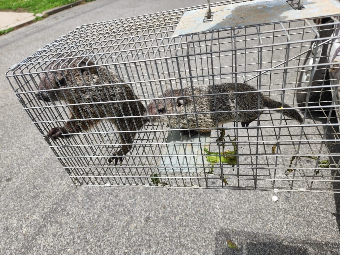 Two groundhogs trapped in a metal cage on pavement.