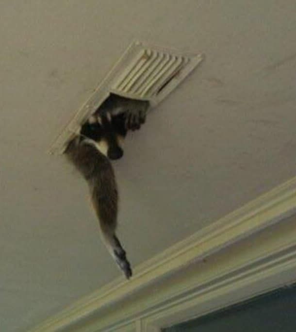 Squirrel stuck halfway out of a ceiling vent; tail hanging down.
