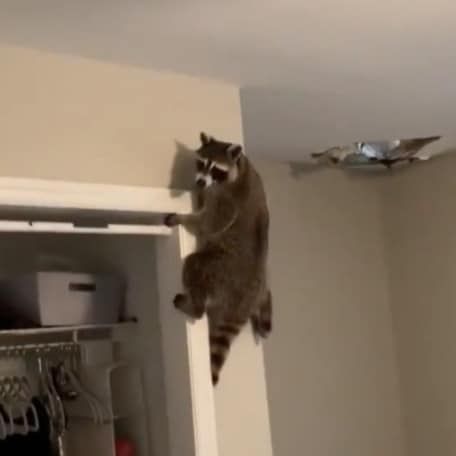 Raccoon climbing a white interior wall near a closet, with a damaged ceiling above.
