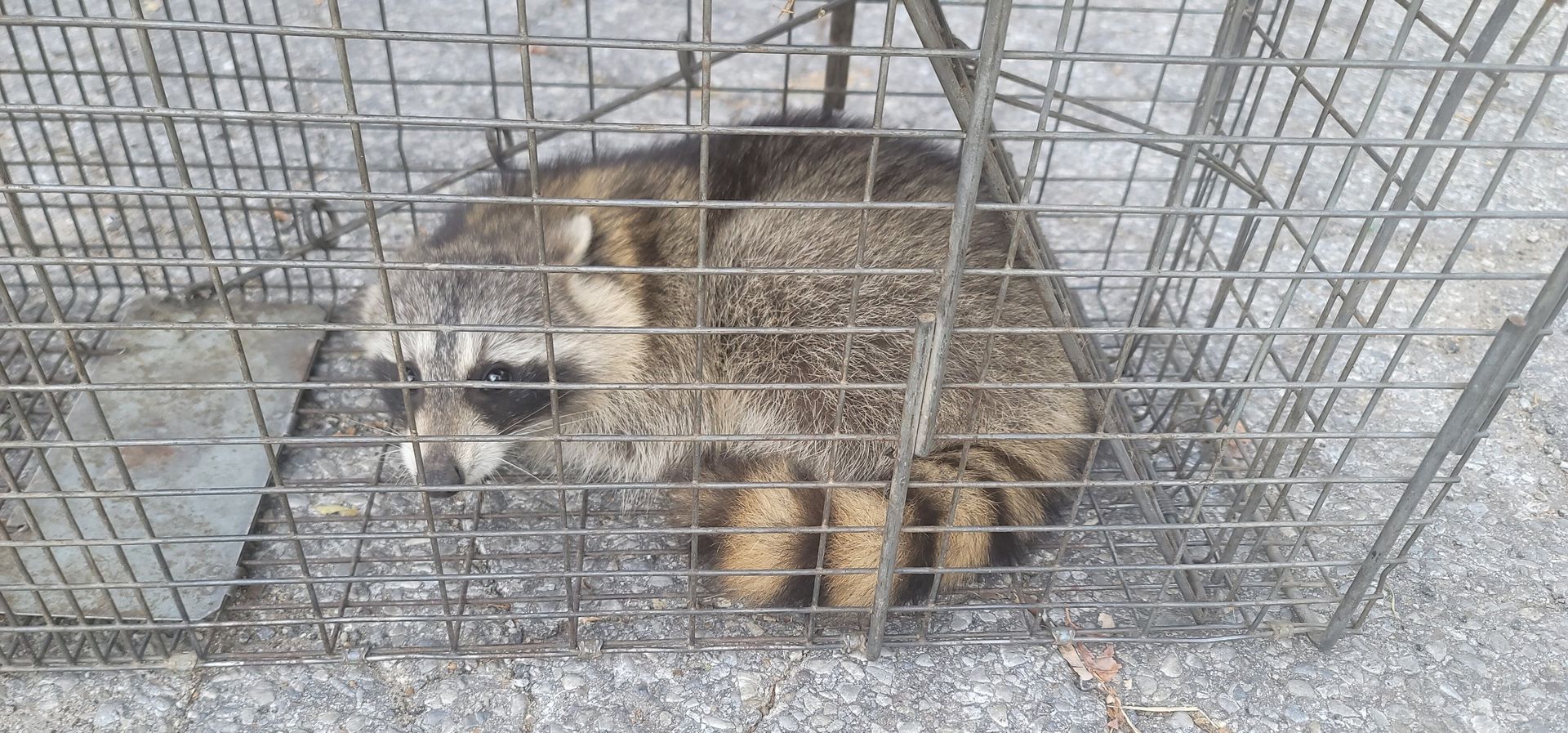 A raccoon trapped in a cage. It has a gray coat and black facial markings. It is sitting on a gray surface.