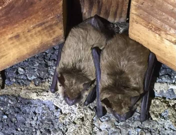 Two brown bats huddled together in a wooden structure.