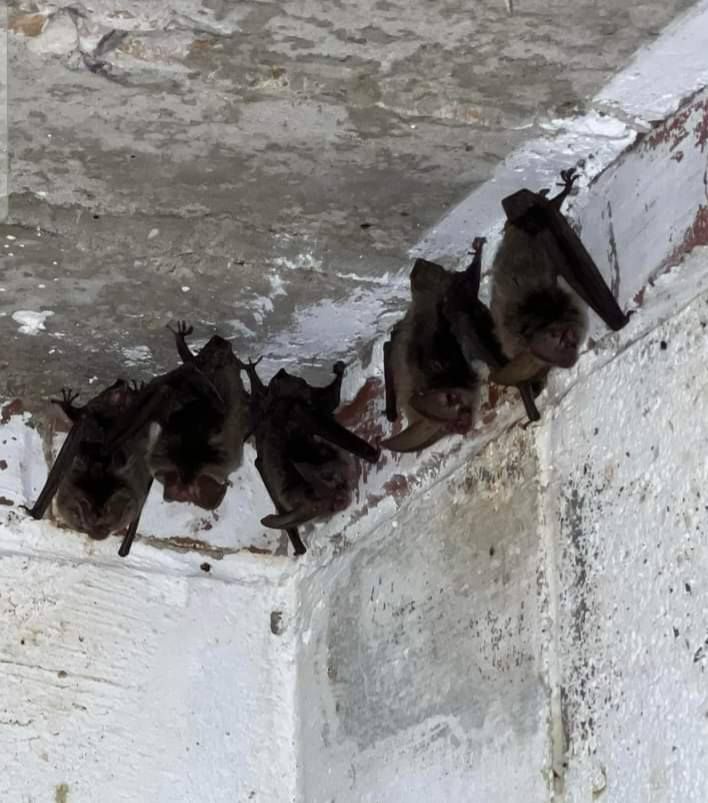Five bats clinging to a white, weathered ceiling corner.