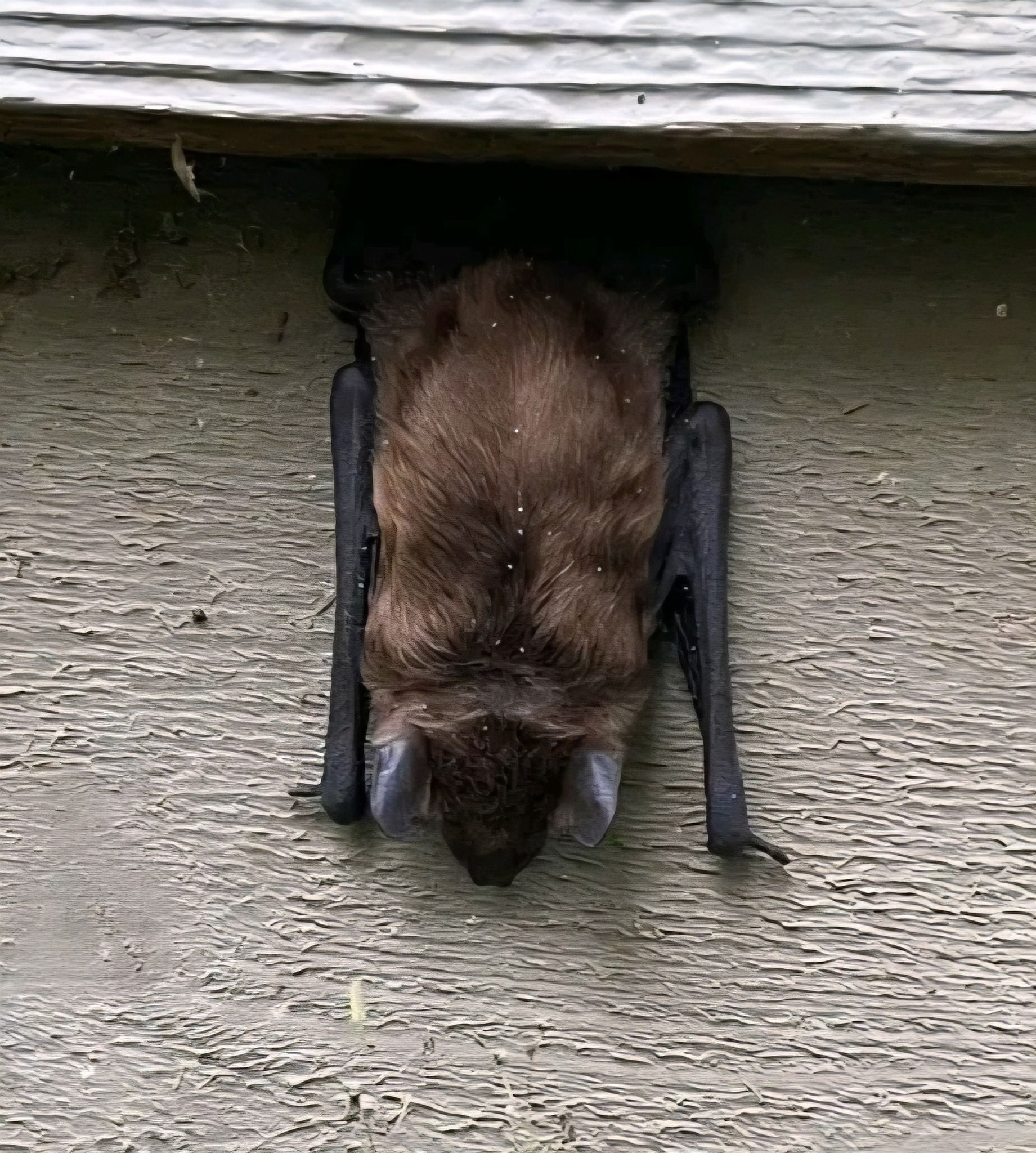 Bat hanging upside down under the eaves of a building, brown fur, black wings.