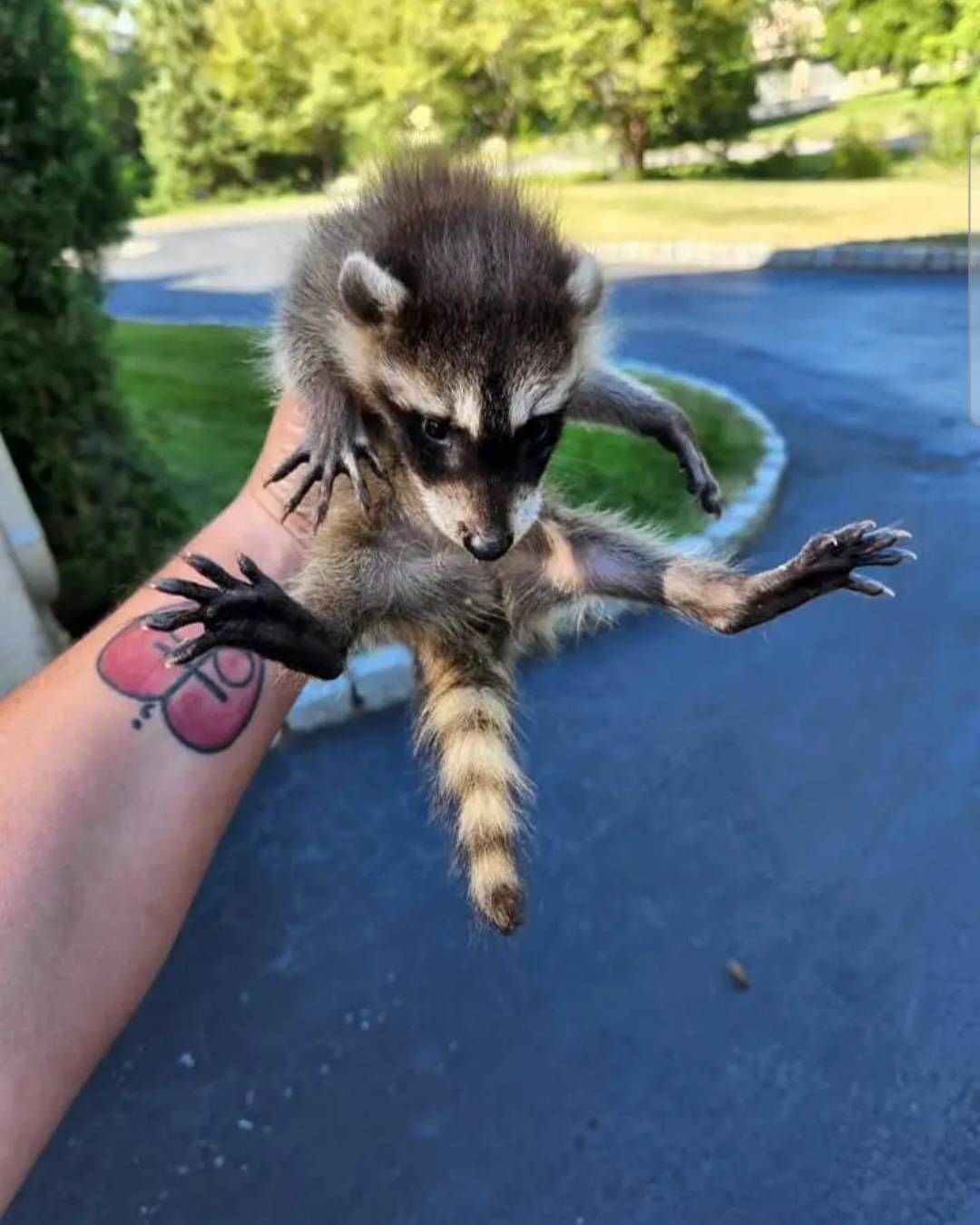 Person holding a baby raccoon. The raccoon has black fur around its eyes and a striped tail.