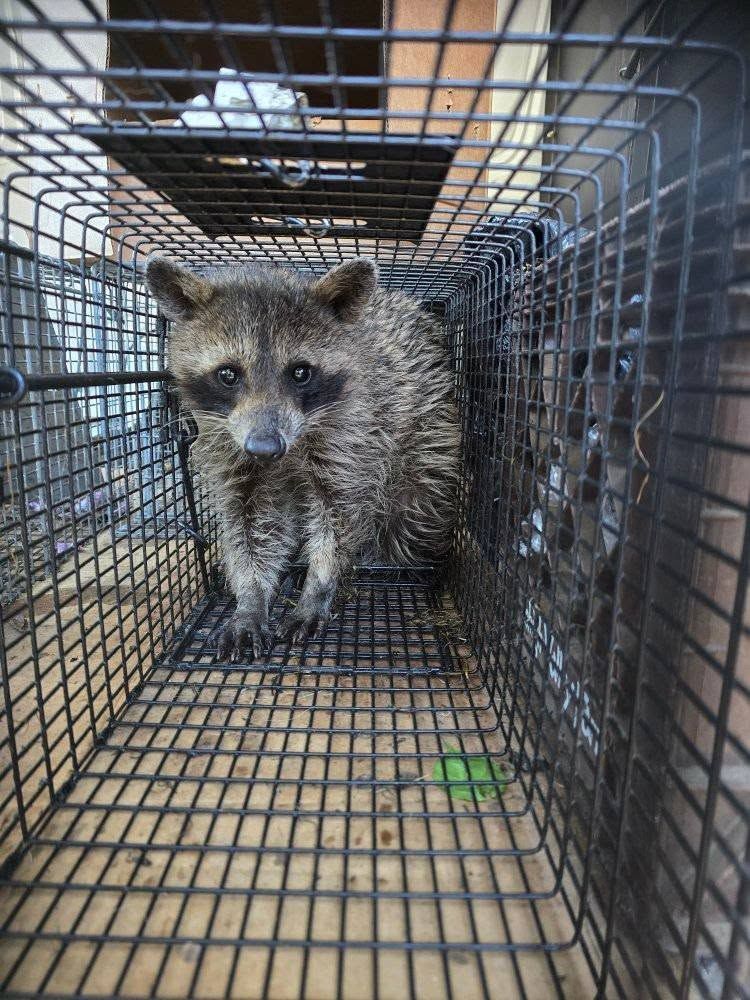 Raccoon trapped inside a wire cage, looking directly at the viewer with a wet appearance.