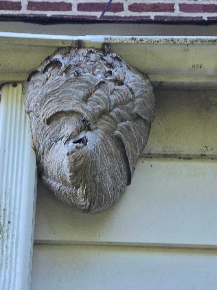 Large, gray wasp nest attached to the white siding and gutter of a building.
