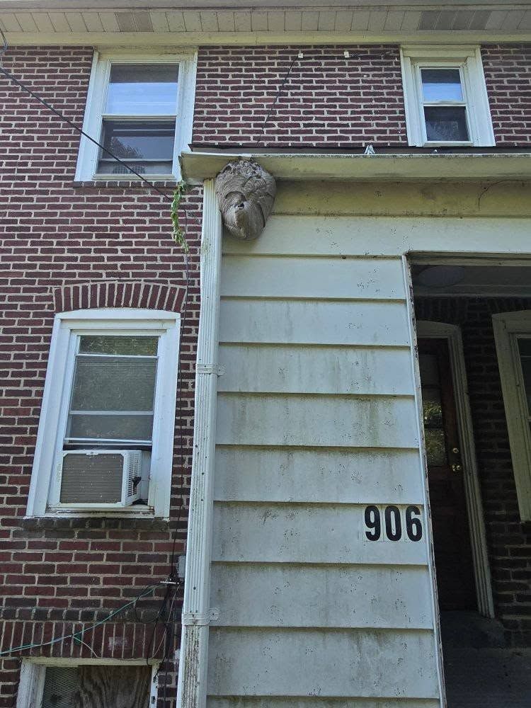 Wasp nest attached to the siding of a brick house with the number 906.