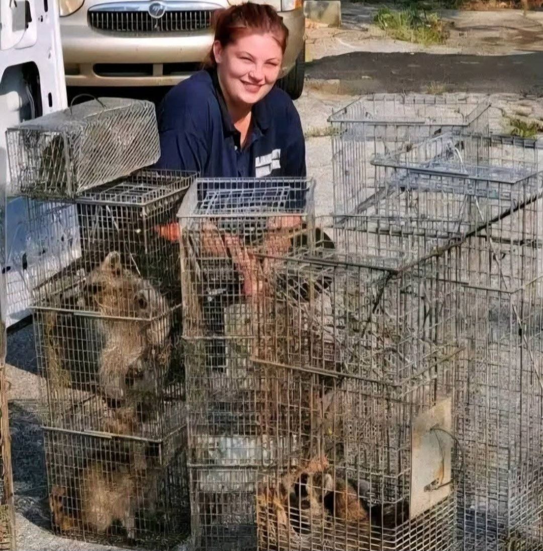 Woman with multiple wire cages holding captured raccoons.