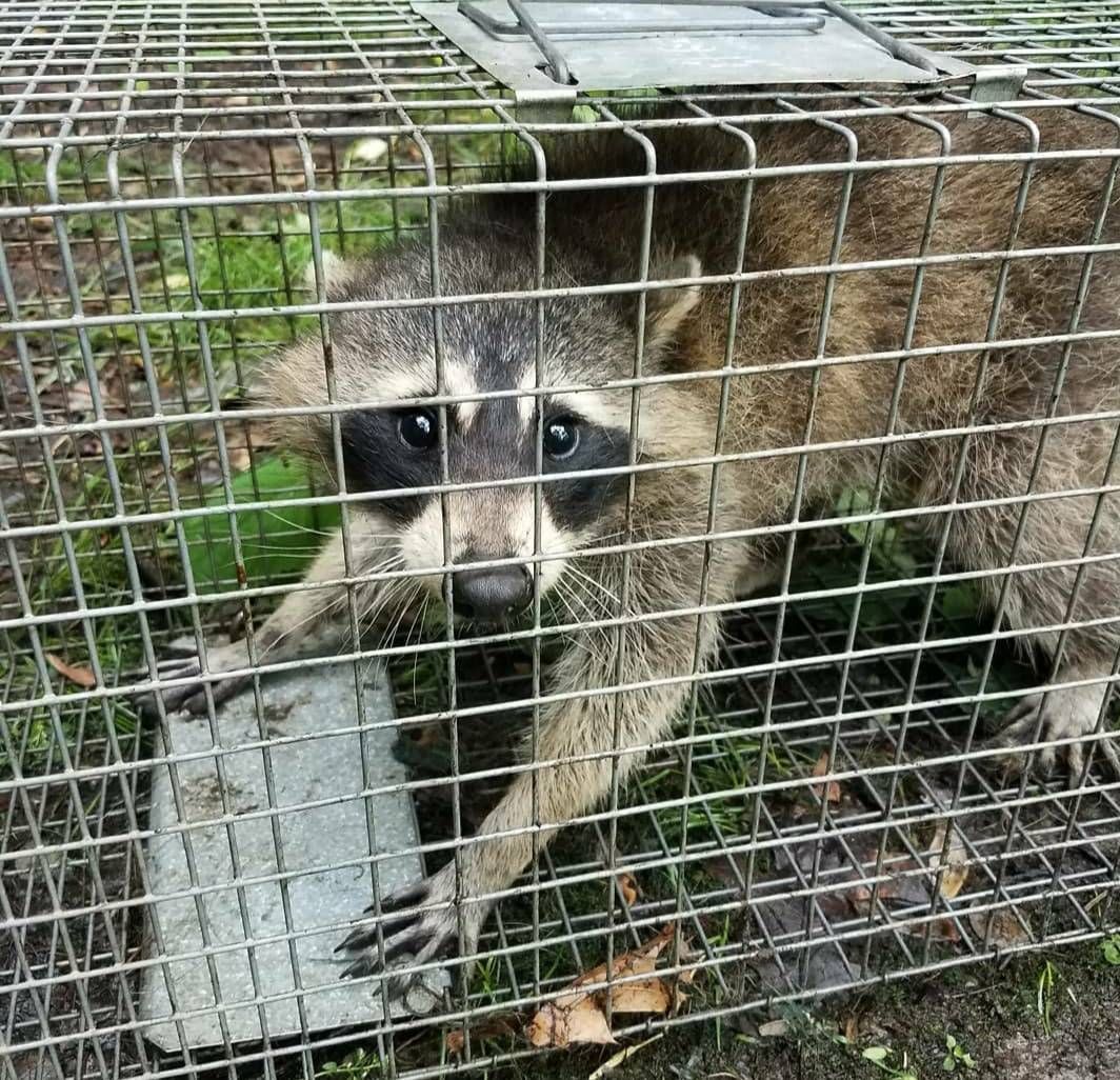 Raccoon trapped in a metal cage, clutching a gray block with a worried expression.