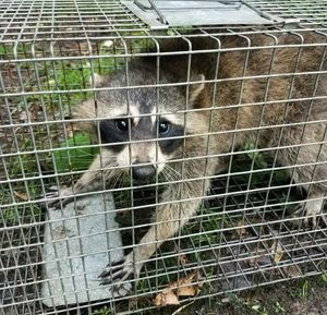 Raccoon trapped in a metal cage, clutching a gray block with a worried expression.