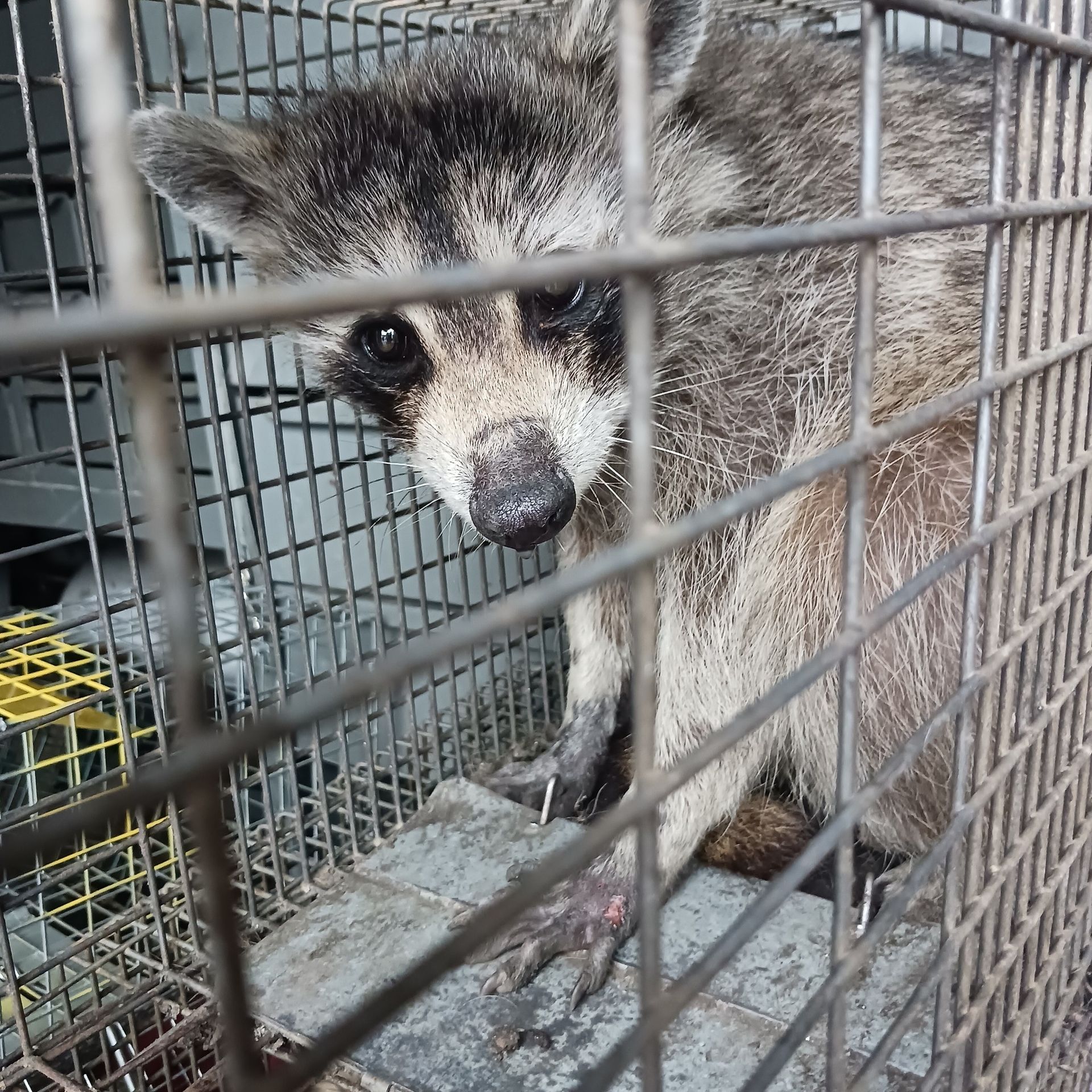 Raccoon inside a metal cage. It's looking at the camera with dark eyes, its fur is gray and white.