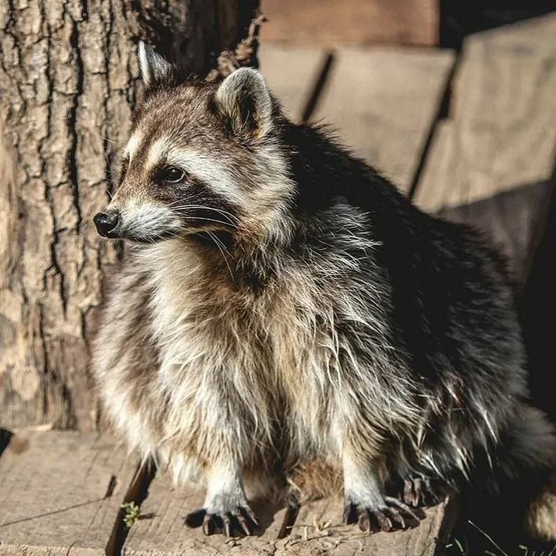 Raccoon with gray and tan fur sitting on wooden planks near a tree.