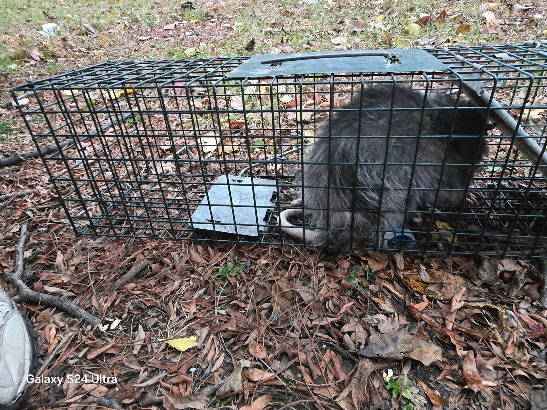 Raccoon trapped inside a black wire cage on a bed of fallen leaves, outdoors.