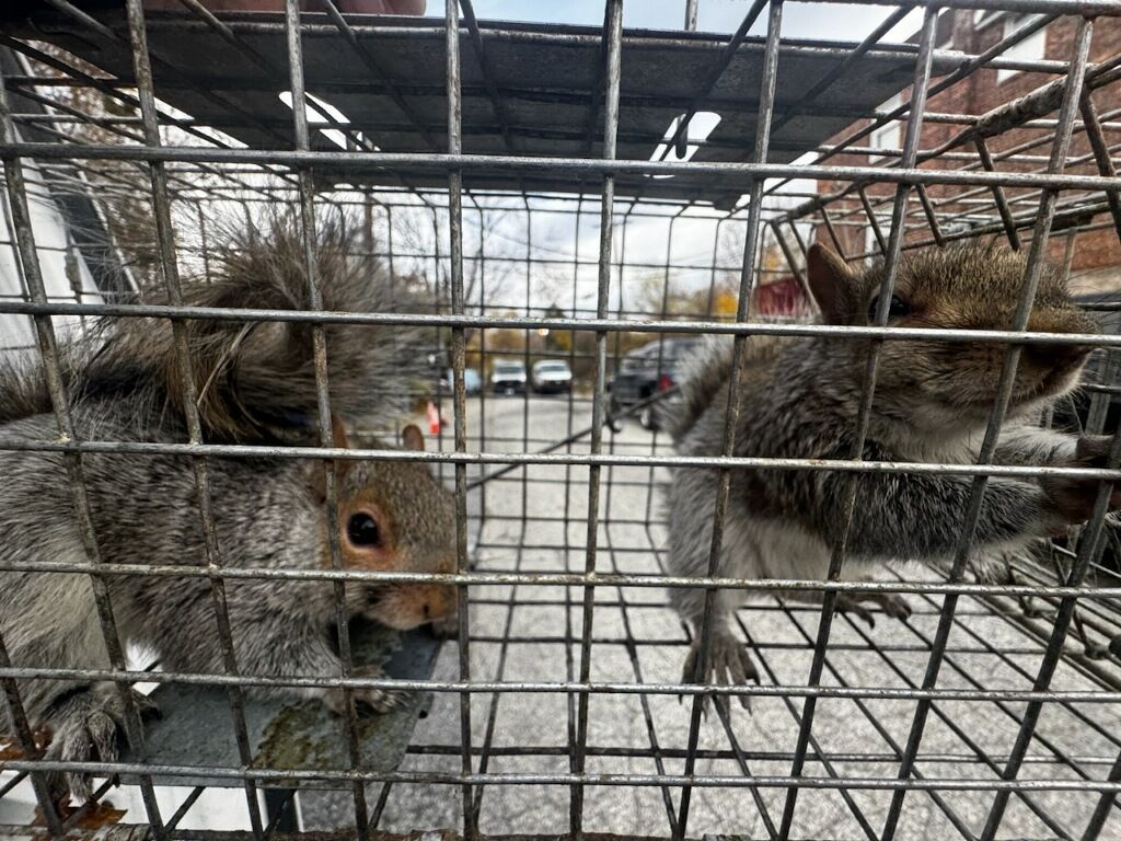 Two gray squirrels trapped in a metal cage outdoors.