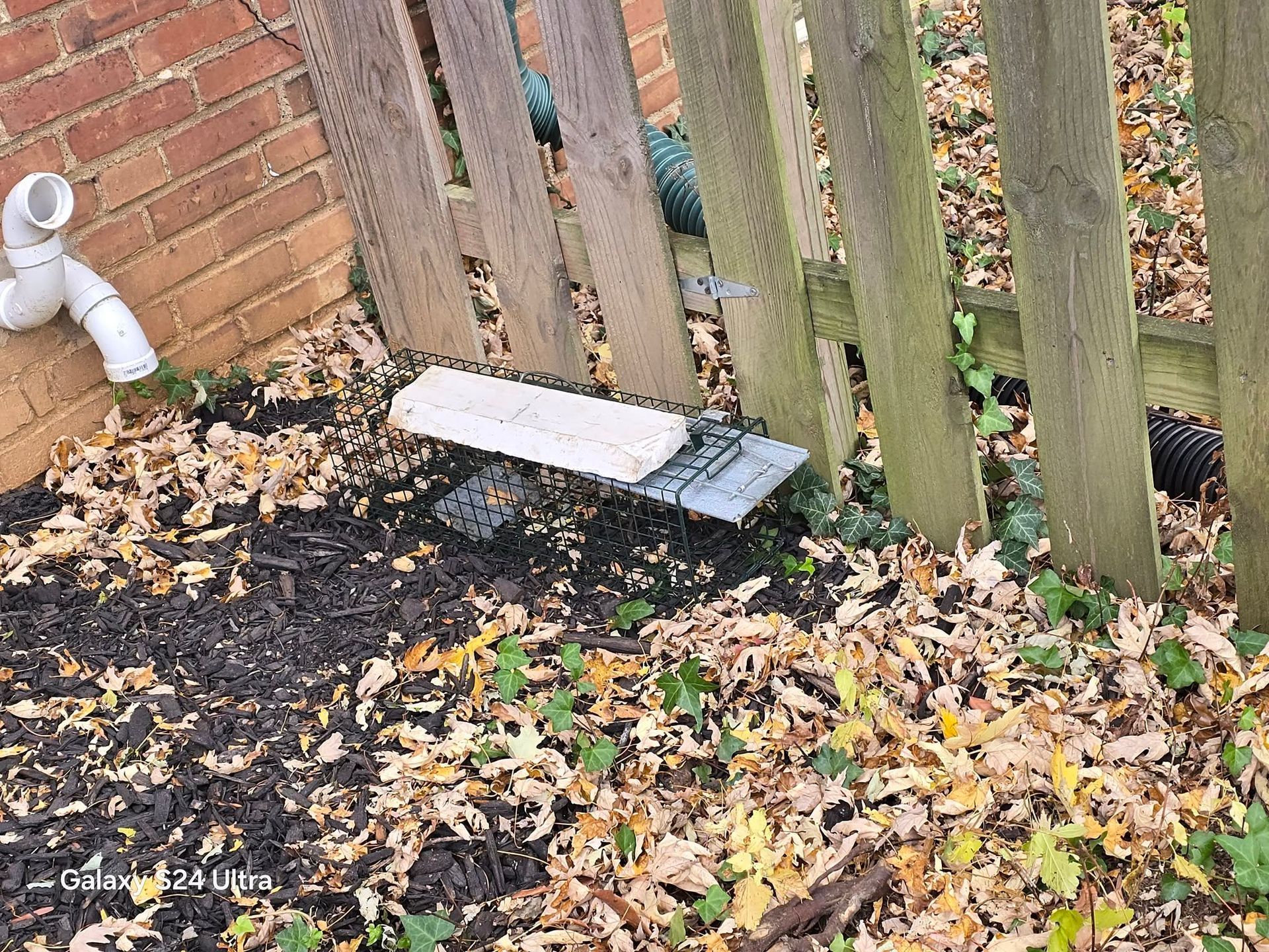A metal rat trap with bait on the ground next to a wooden fence and a brick wall with mulch and leaves.