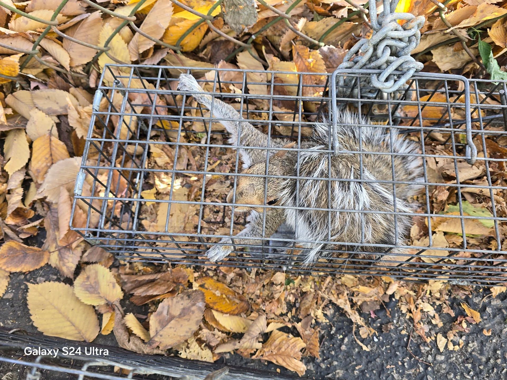 Dead animal in a metal cage on leaves.