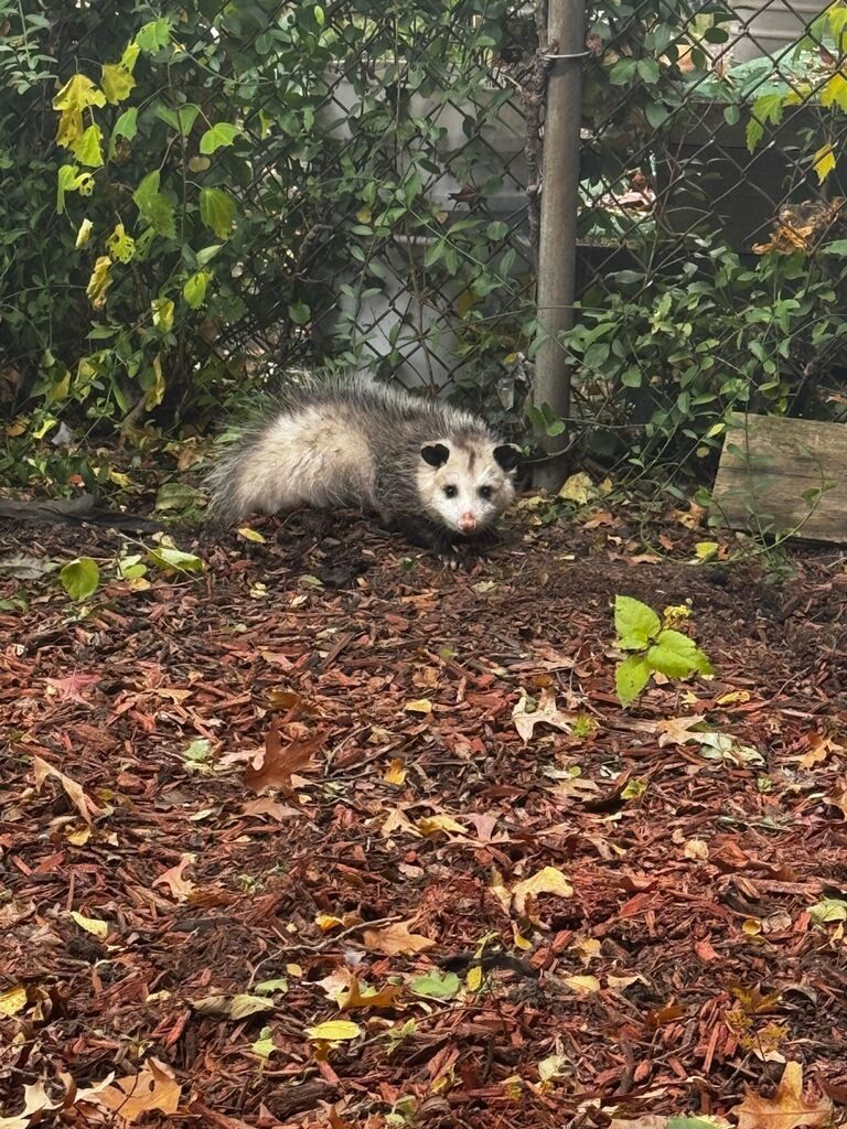Opossum with gray and white fur in a yard of brown leaves and green bushes.