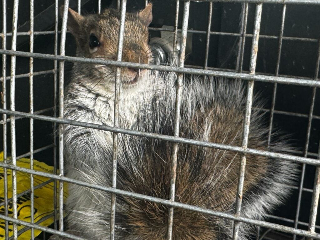 Squirrel trapped inside a metal cage. It has gray and brown fur and is looking forward.