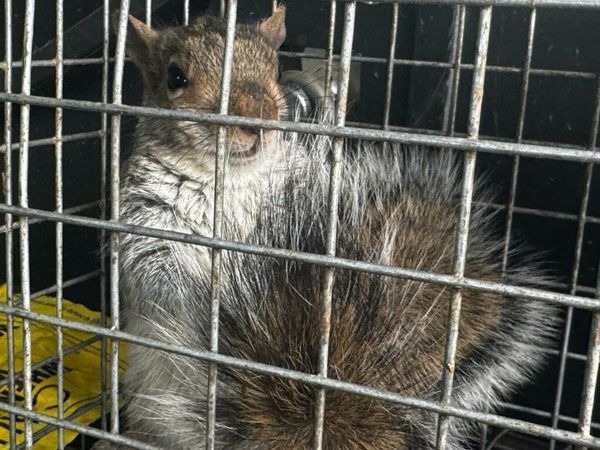 Squirrel trapped inside a metal cage. It has gray and brown fur and is looking forward.