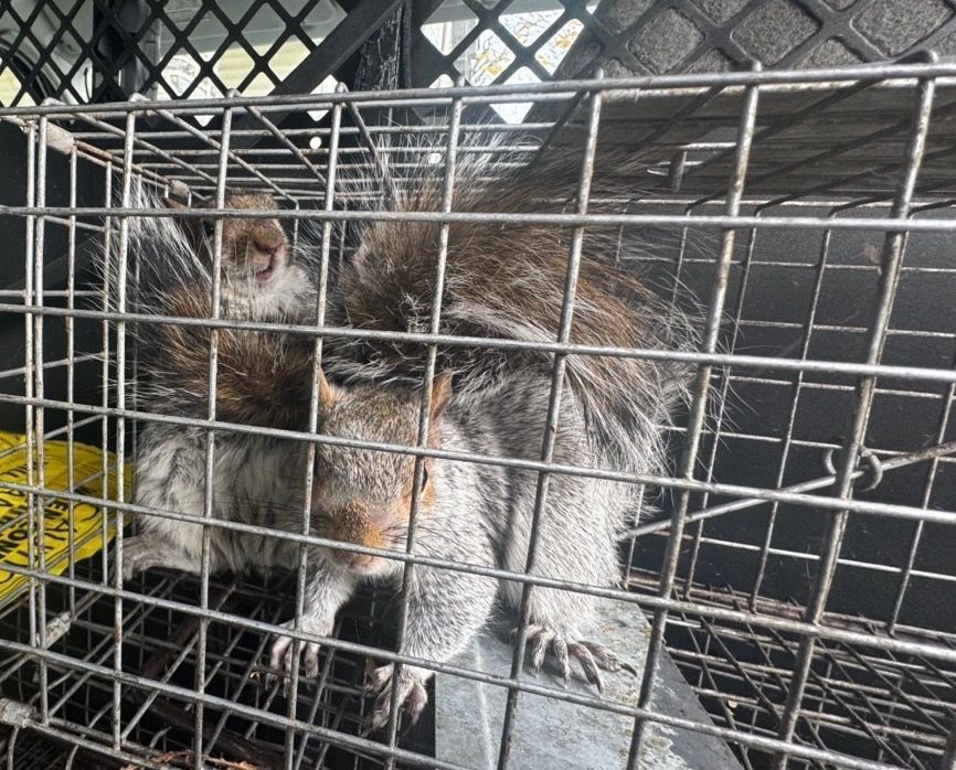 Two gray squirrels in a metal cage, on top of a black plastic crate.