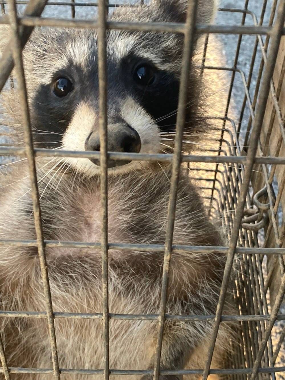 Raccoon inside a metal cage, looking directly at the camera with a concerned expression.