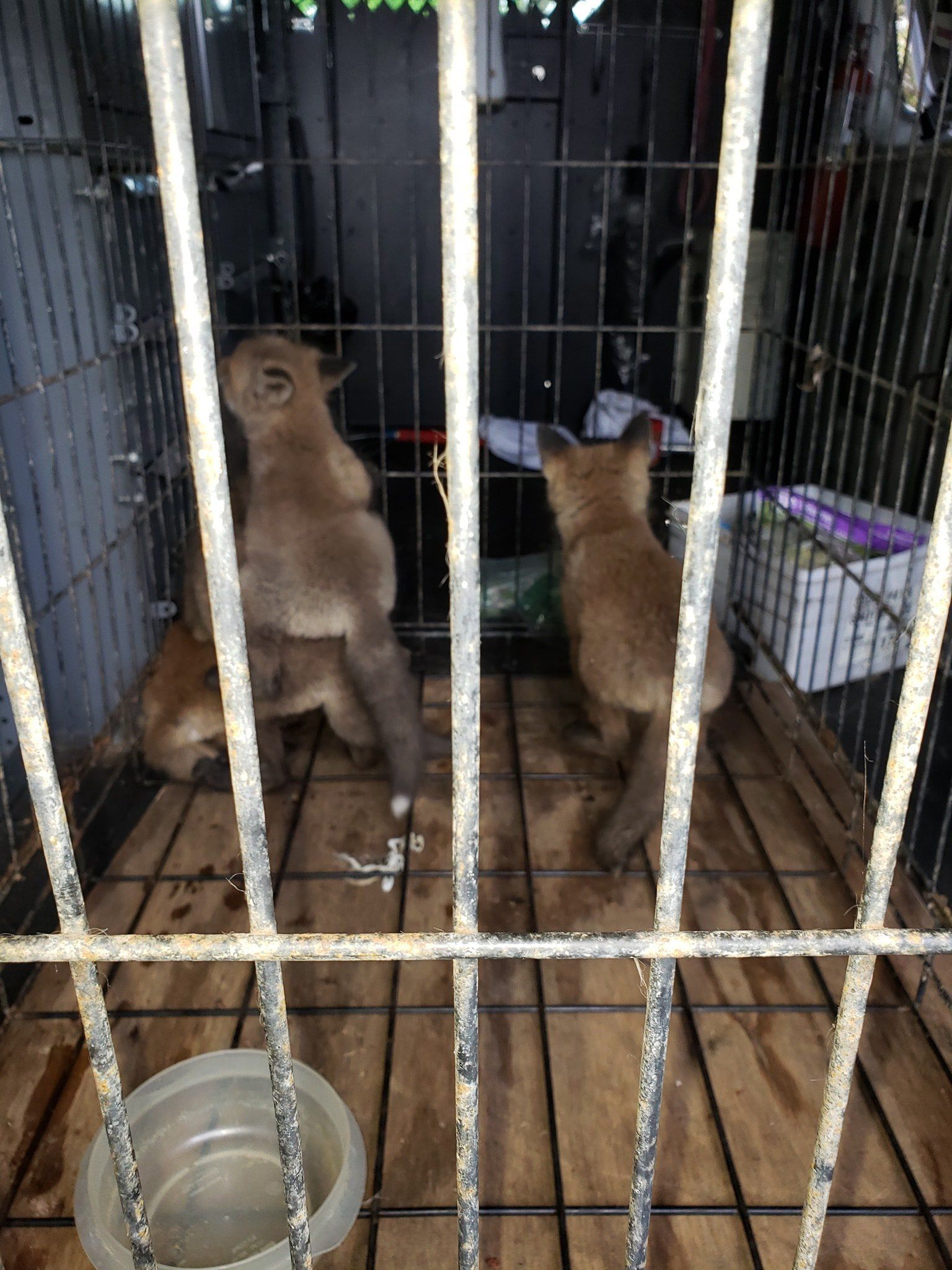 Three fox cubs in a cage, looking up. The cubs are light brown.