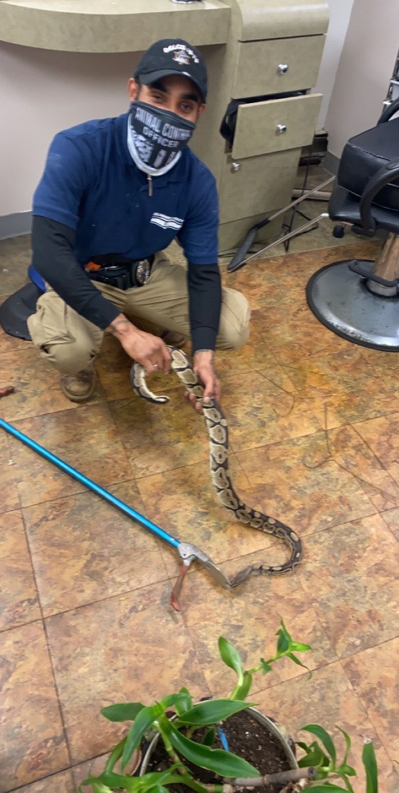 Man in blue shirt and mask, kneeling and holding a snake with a grabber, inside a salon.