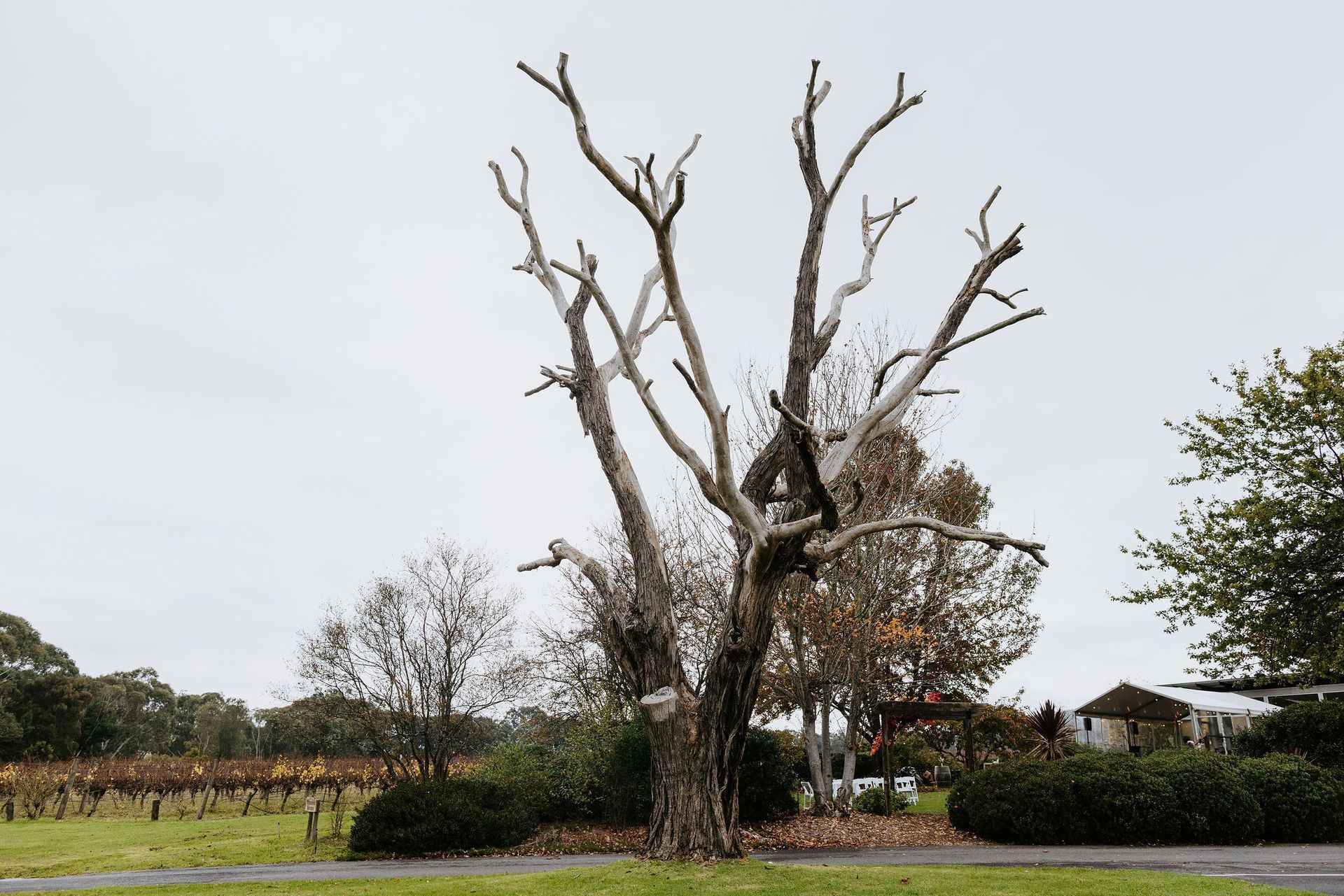 A tree without leaves is in the middle of a grassy field.