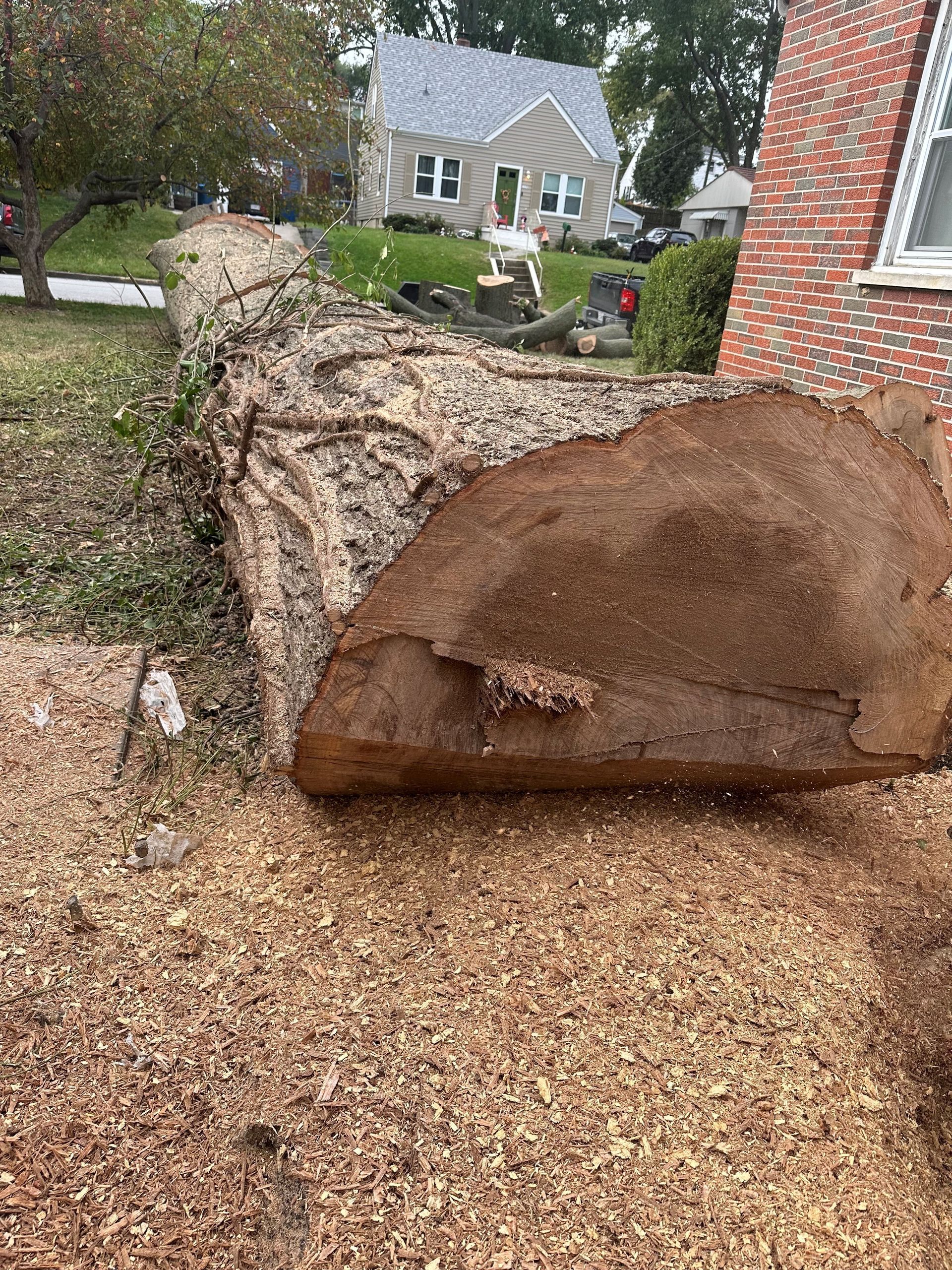 A large, freshly cut tree trunk lies on a lawn covered in wood chips, with a brick house and a white car in the background.