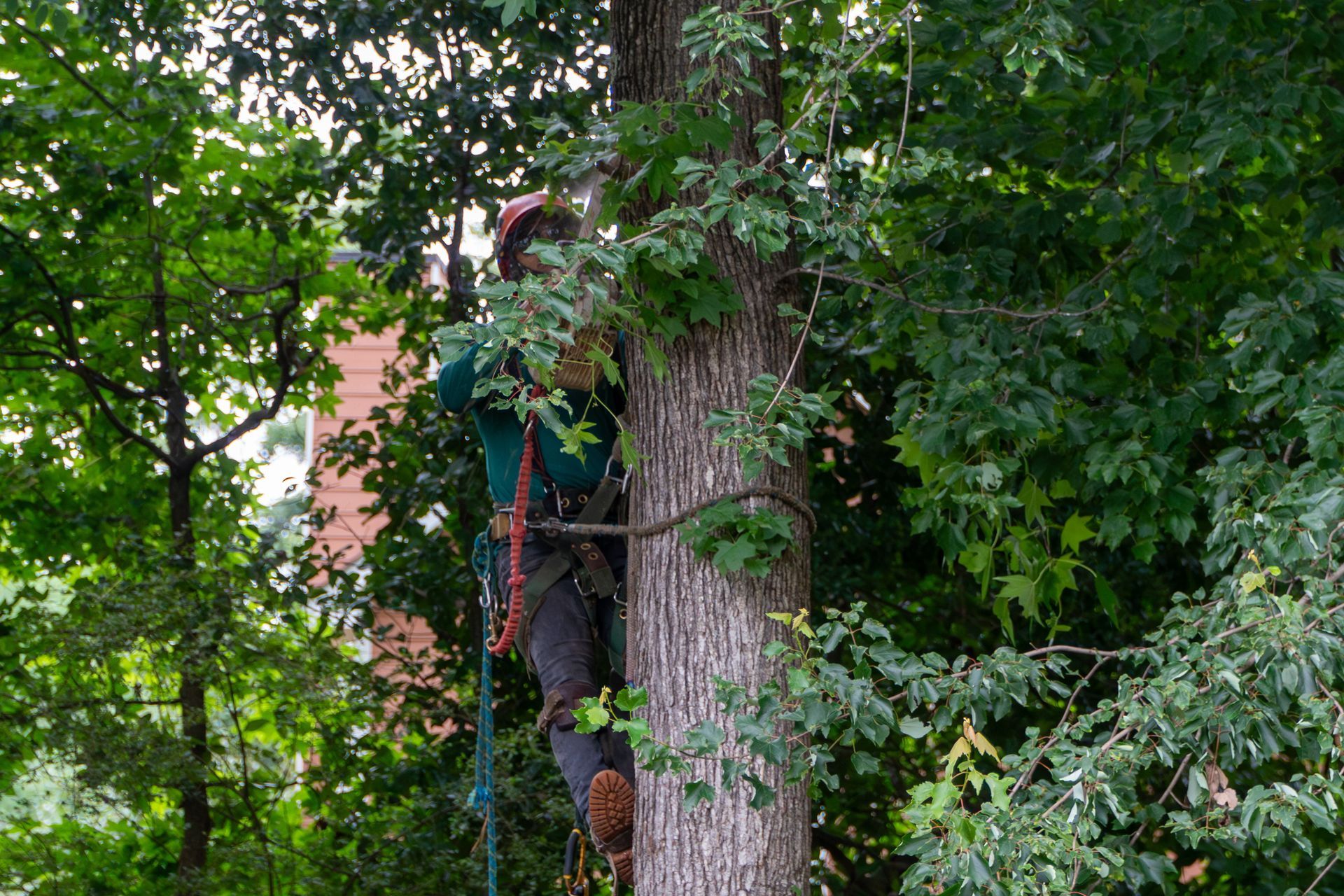 Certified arborist climbing a tall tree to perform tree care.
