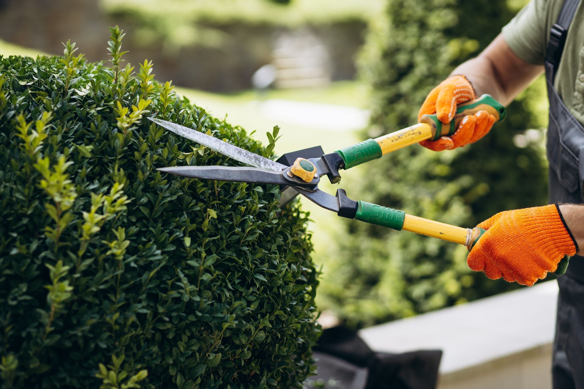 A Tree Service Worker Is Trimming Trees With Scissors In The Yard A Tree Service Worker Is Trimming Trees With Scissors In The Yard