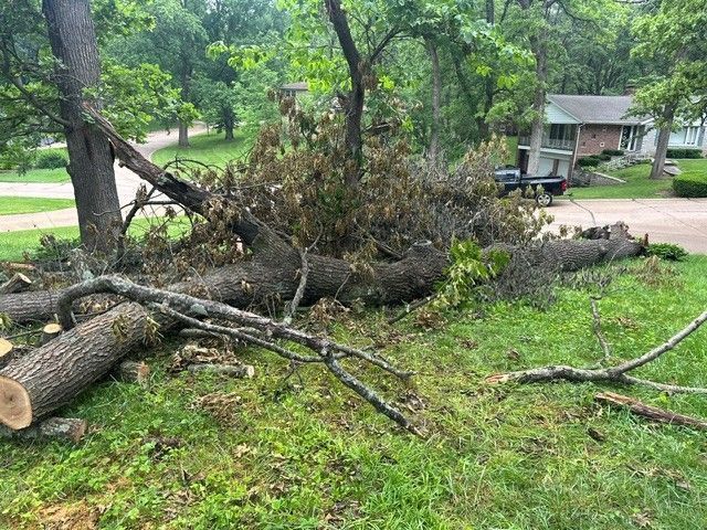 Fallen tree and branches across a grassy yard near a road and house