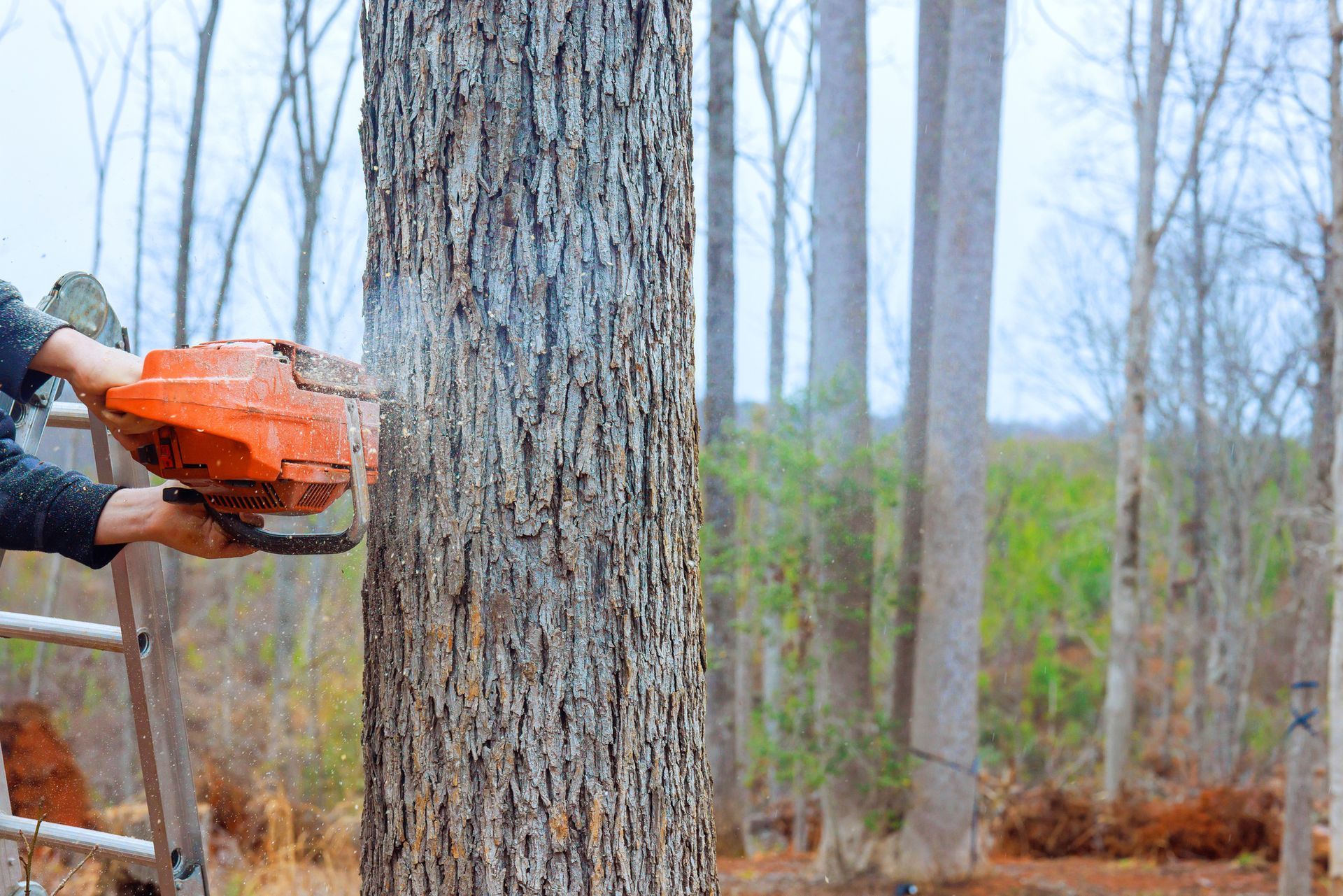 An individual on a ladder is engaged in tree removal, using a saw to cut a large tree.