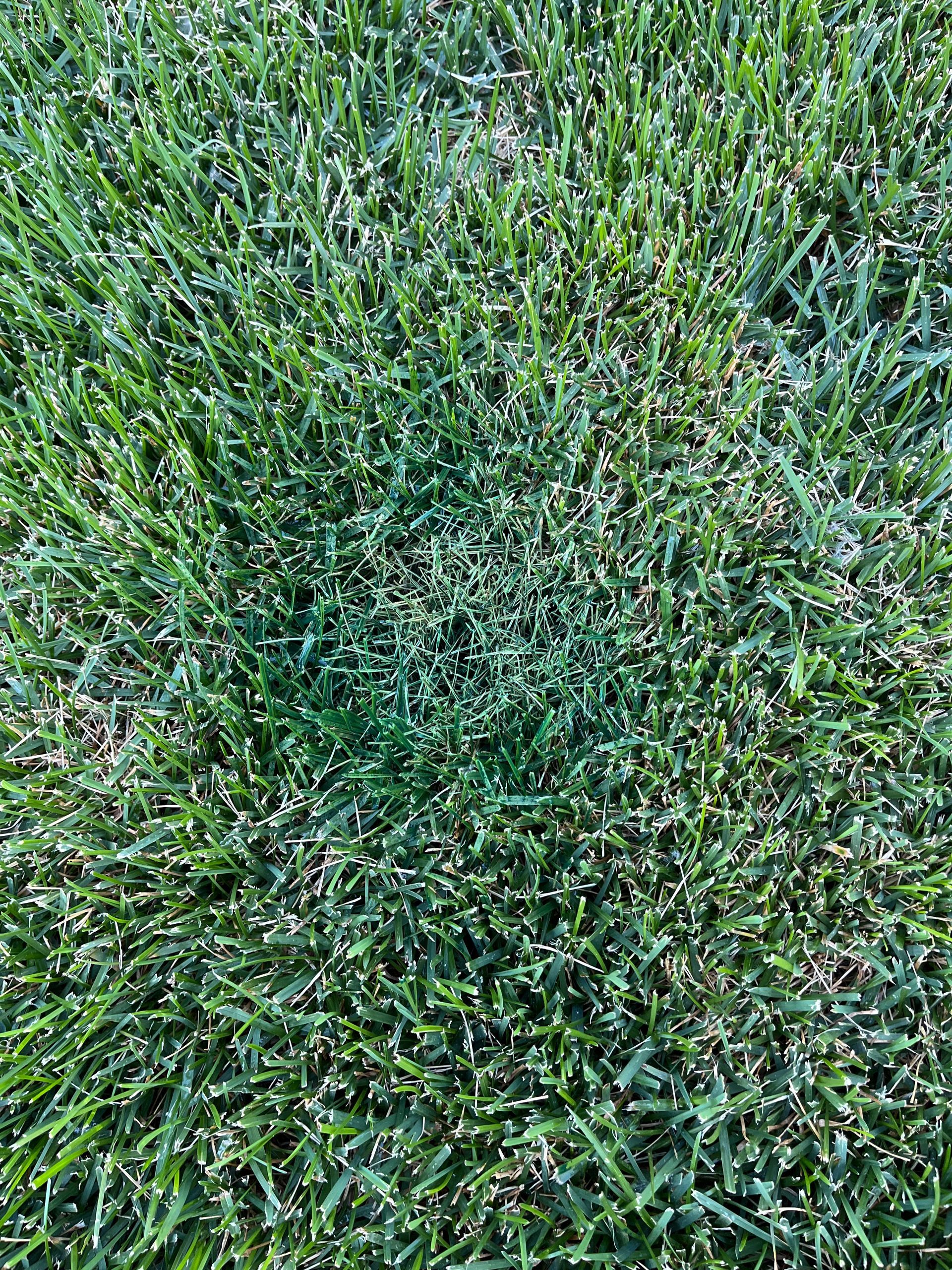 Spot Magic Grass