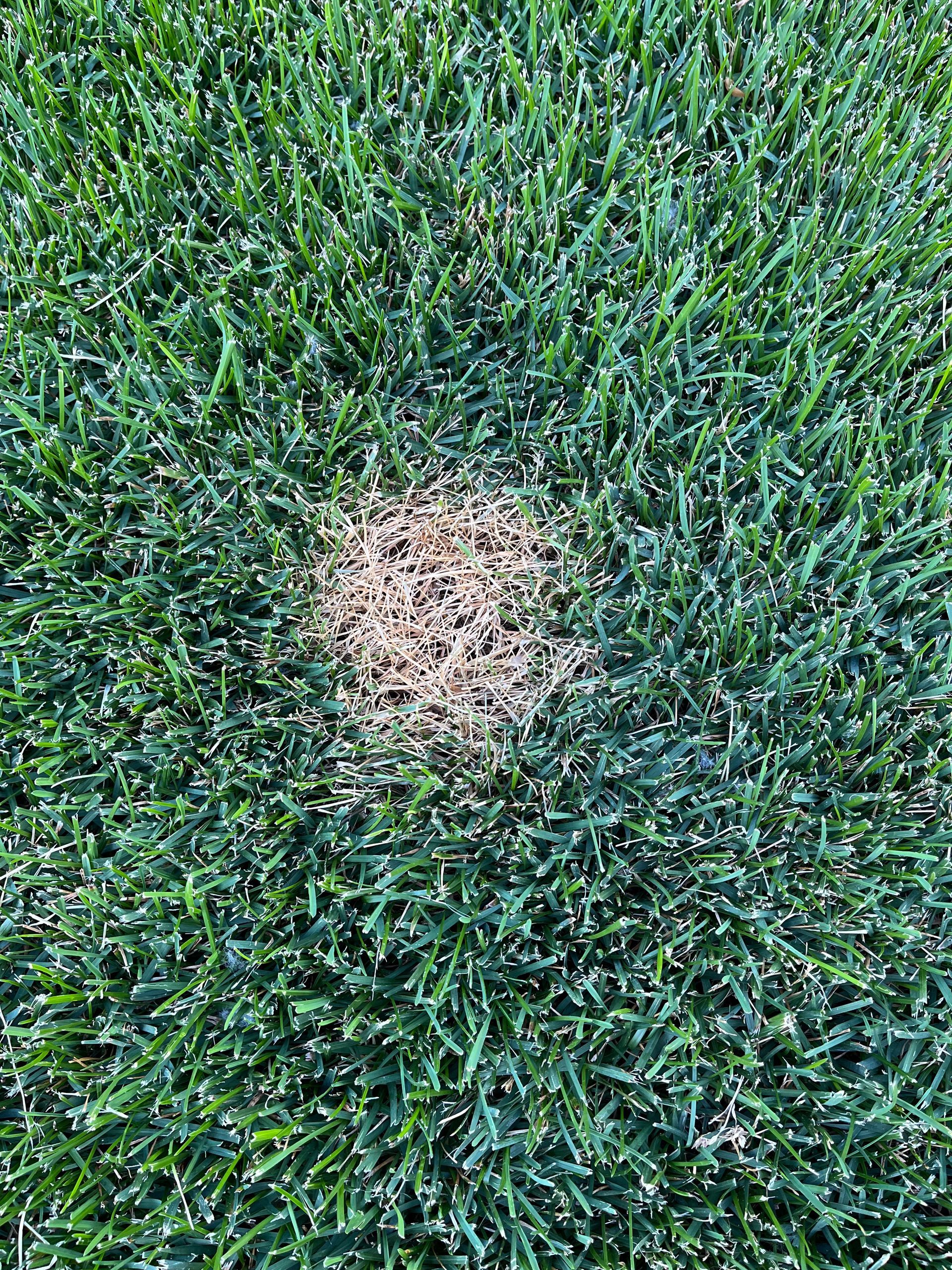 Dog Urine Spot