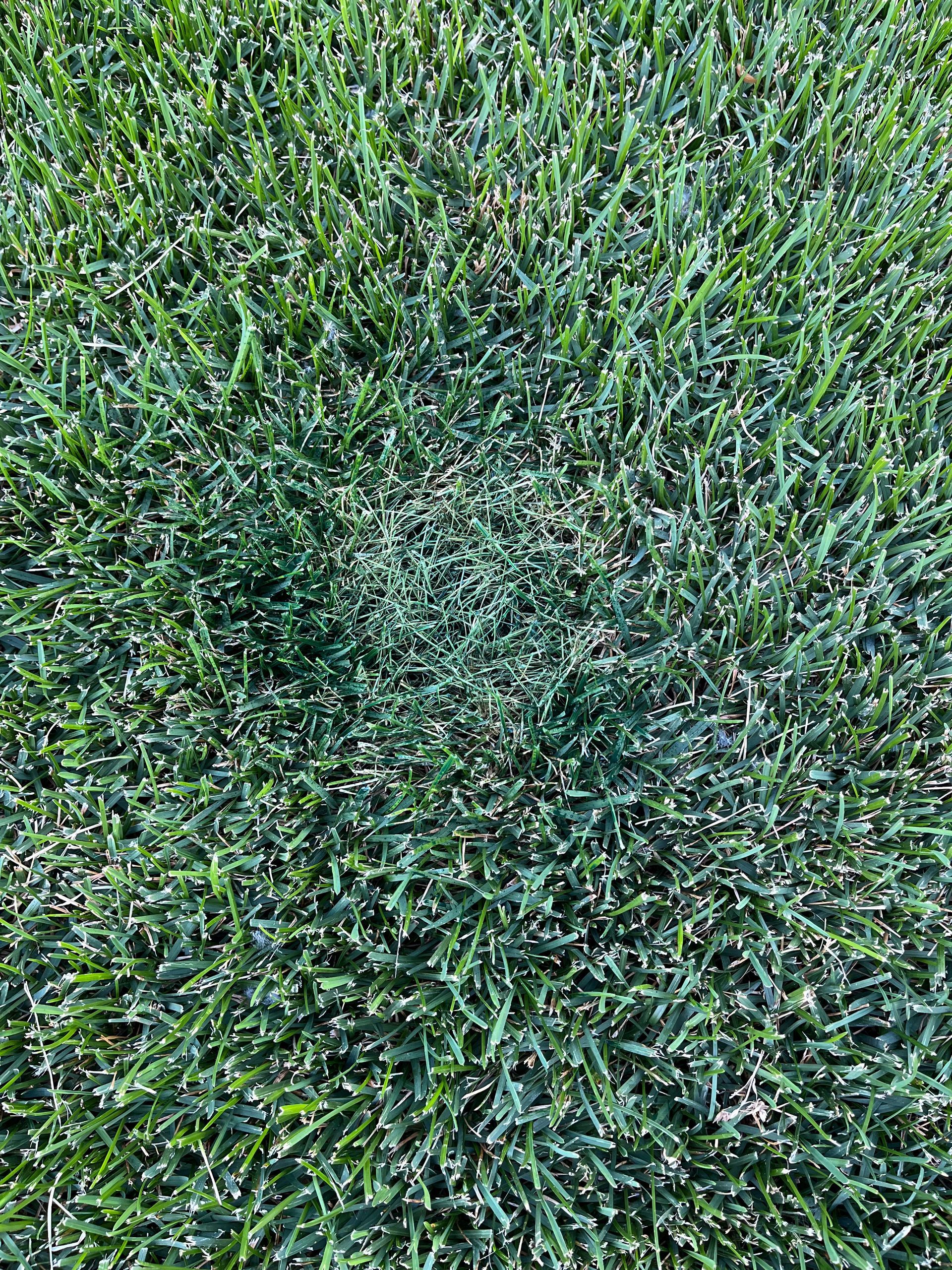 Spot Magic Grass