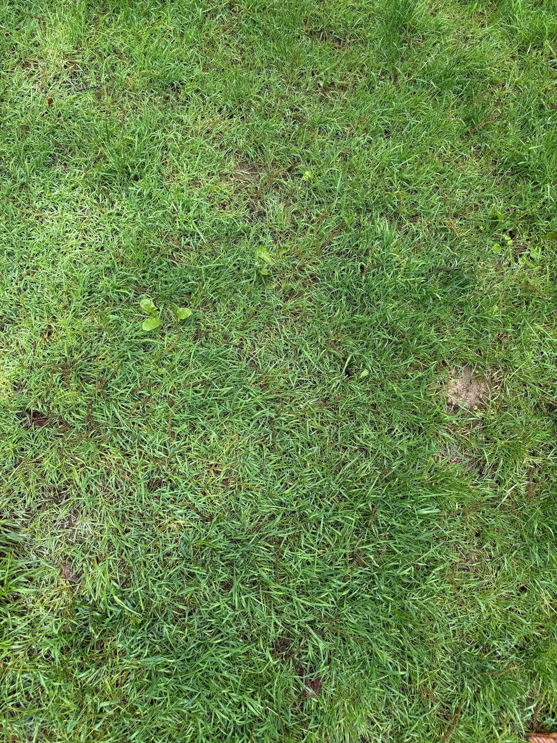 Lawn Rescue Fertilizer
