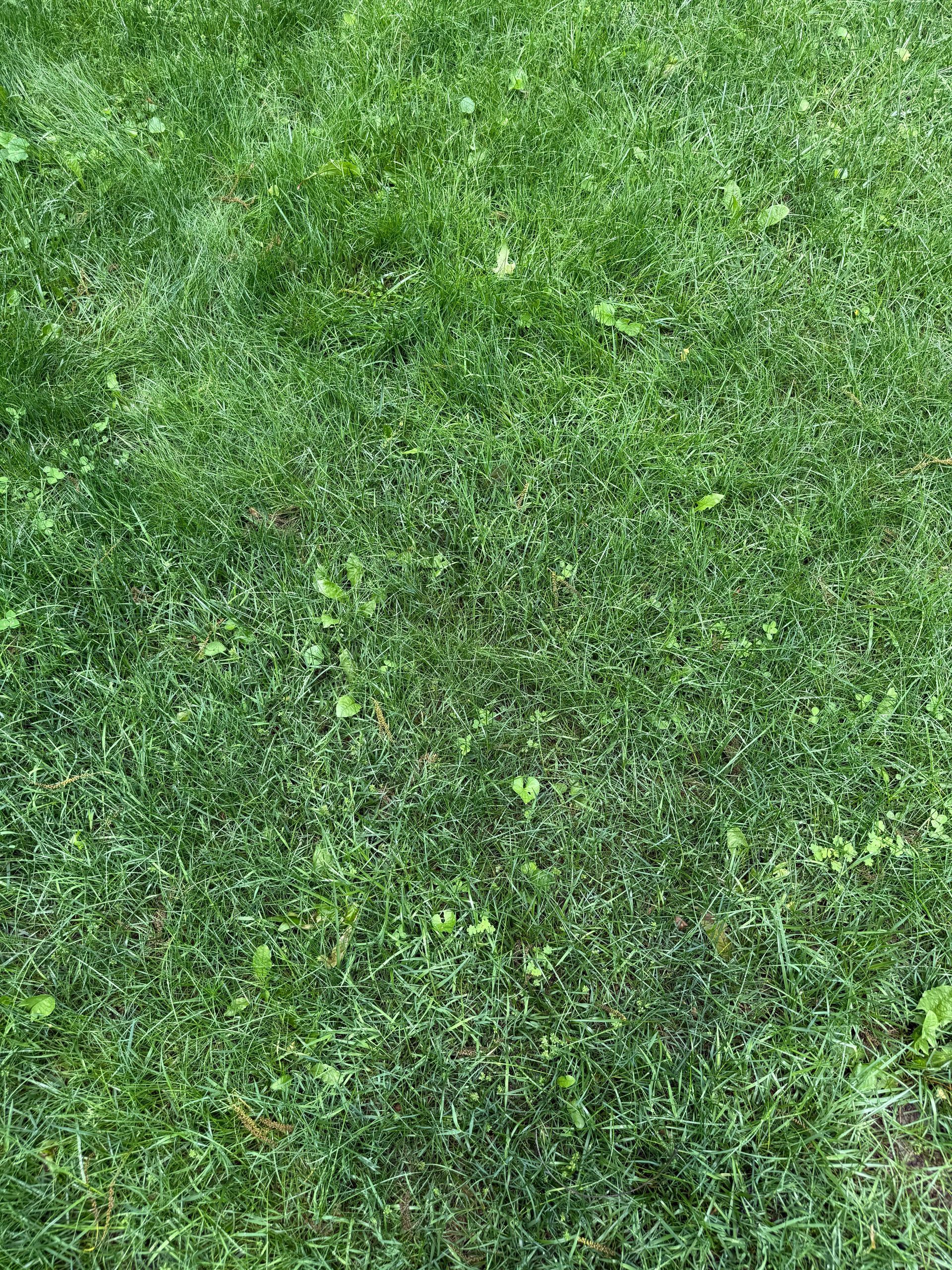 Lawn Rescue Fertilizer