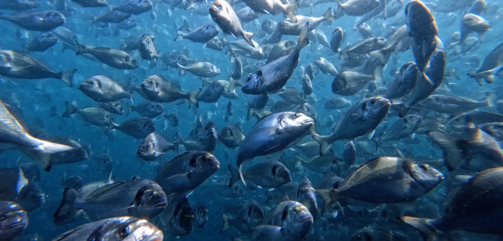 Underwater shot of a Sea Bass shoal feeding on an ASC approved farm.