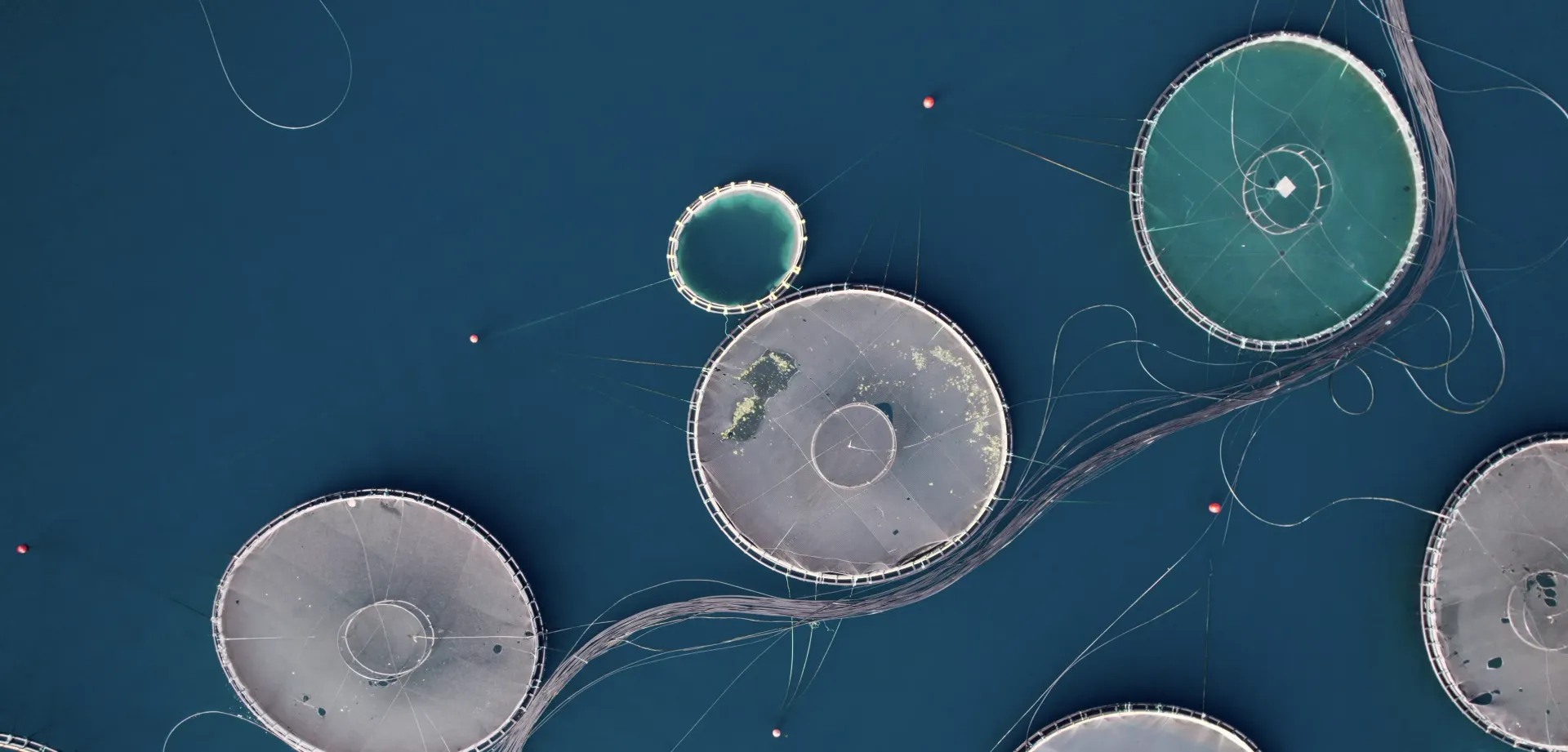 A bunch of circles in the middle of a body of water