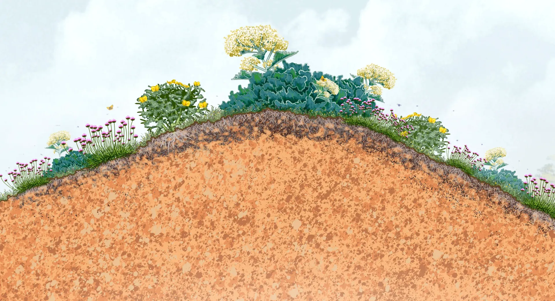 Image created by Baileycs for the Environment Agency showing a section through vegetated shingle