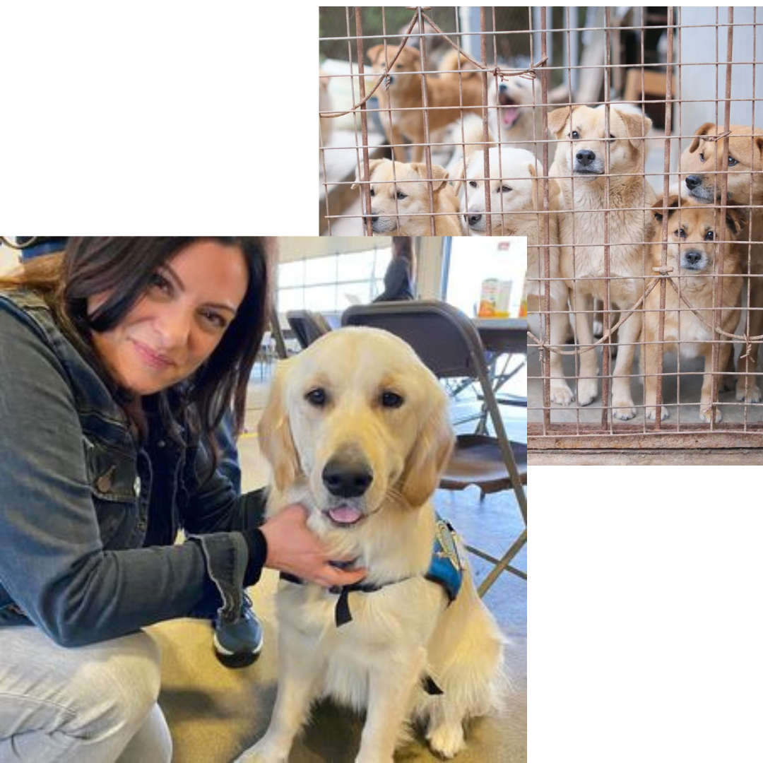 A woman kneeling next to a dog in front of a cage full of dogs