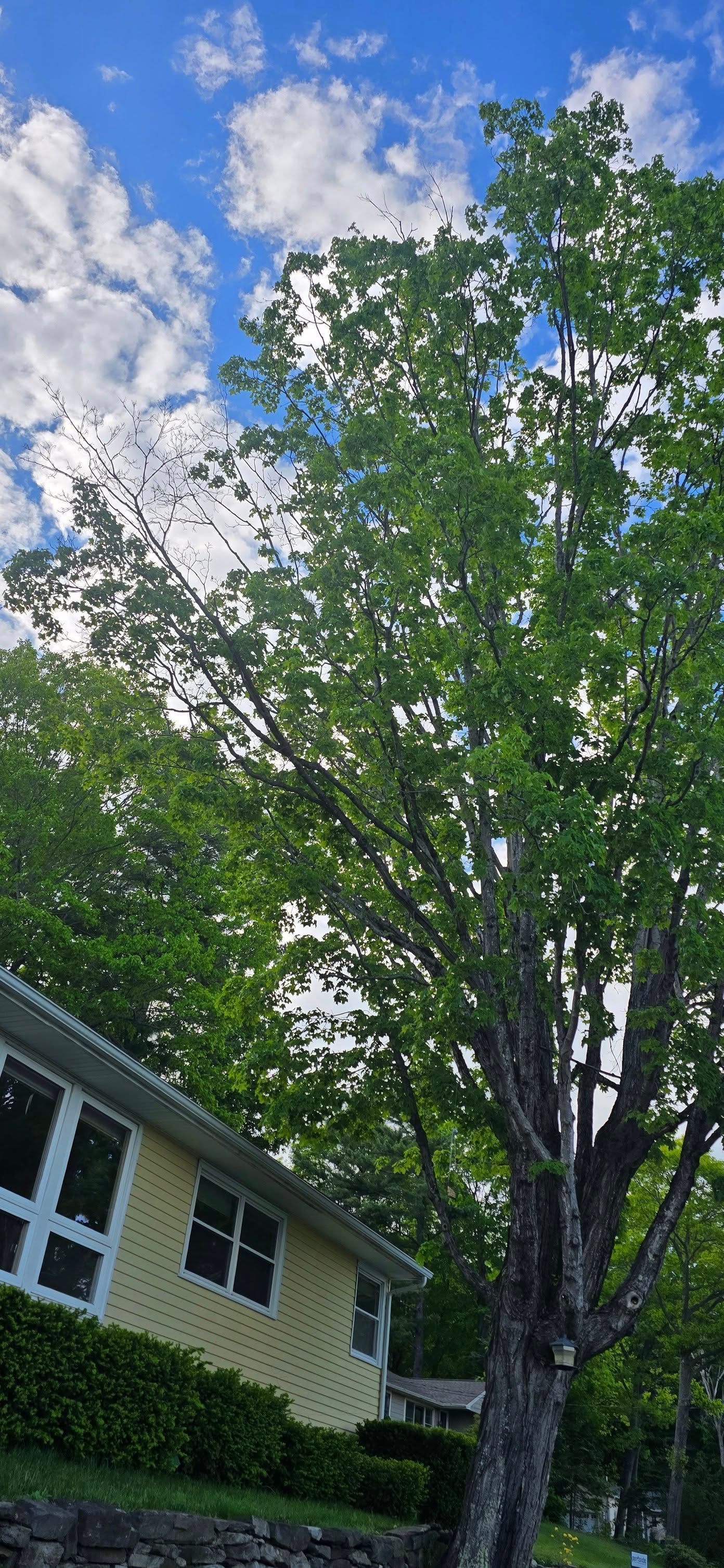 Tall tree with green leaves, beside a yellow house, under a blue sky with fluffy white clouds.