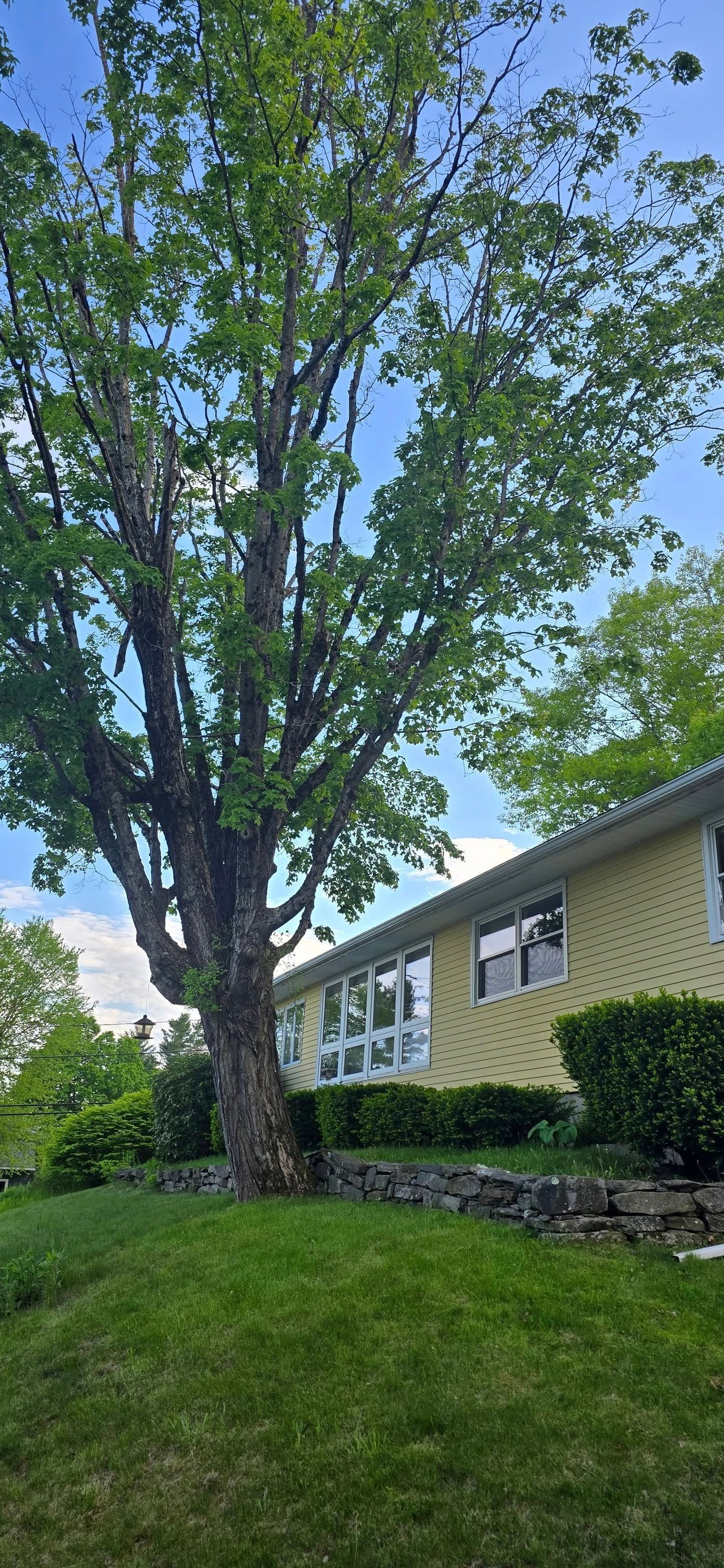 A tall tree stands in front of a yellow house with a green lawn.