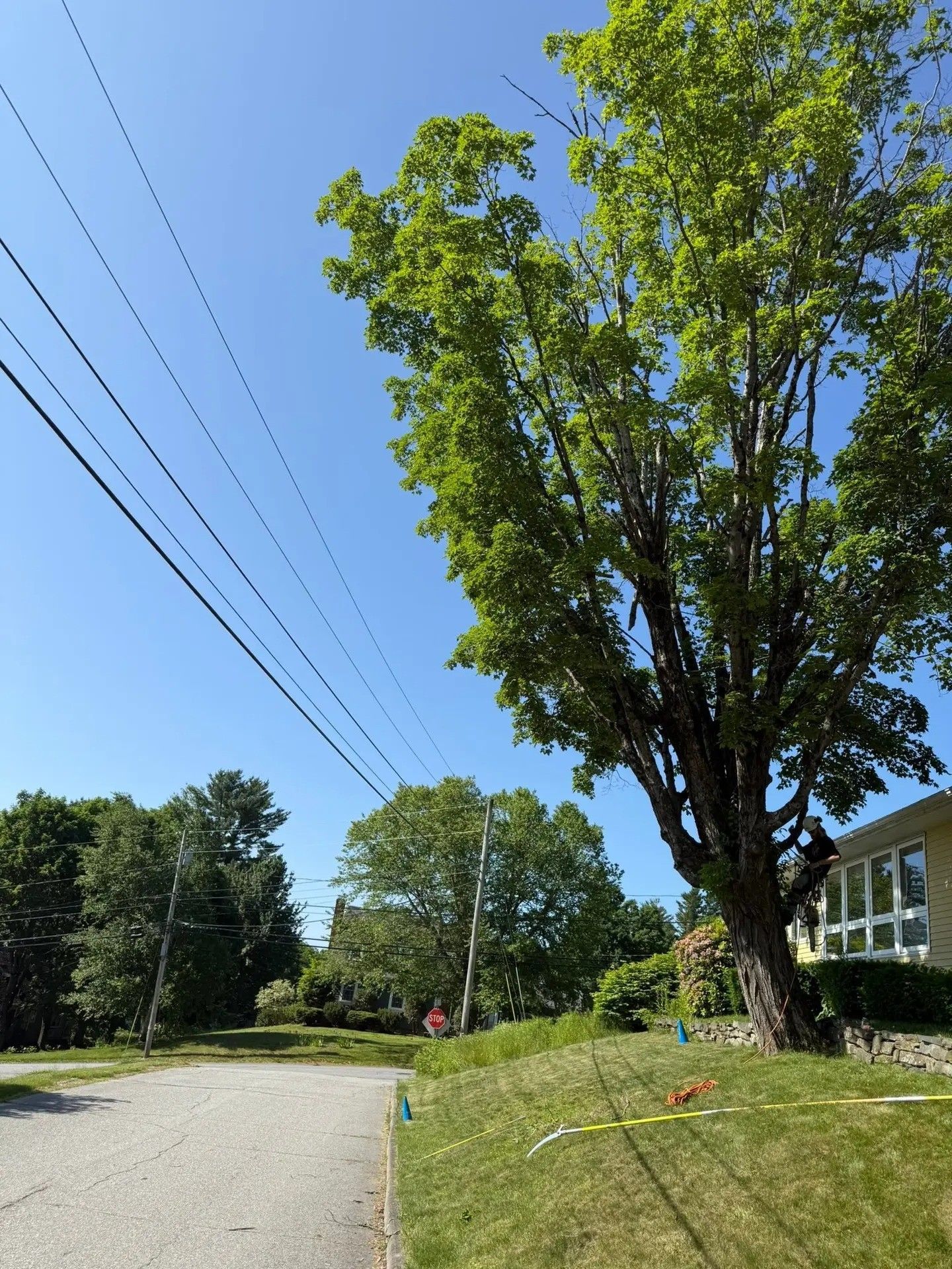 Tree near power lines and house; gravel driveway and grass with blue sky.
