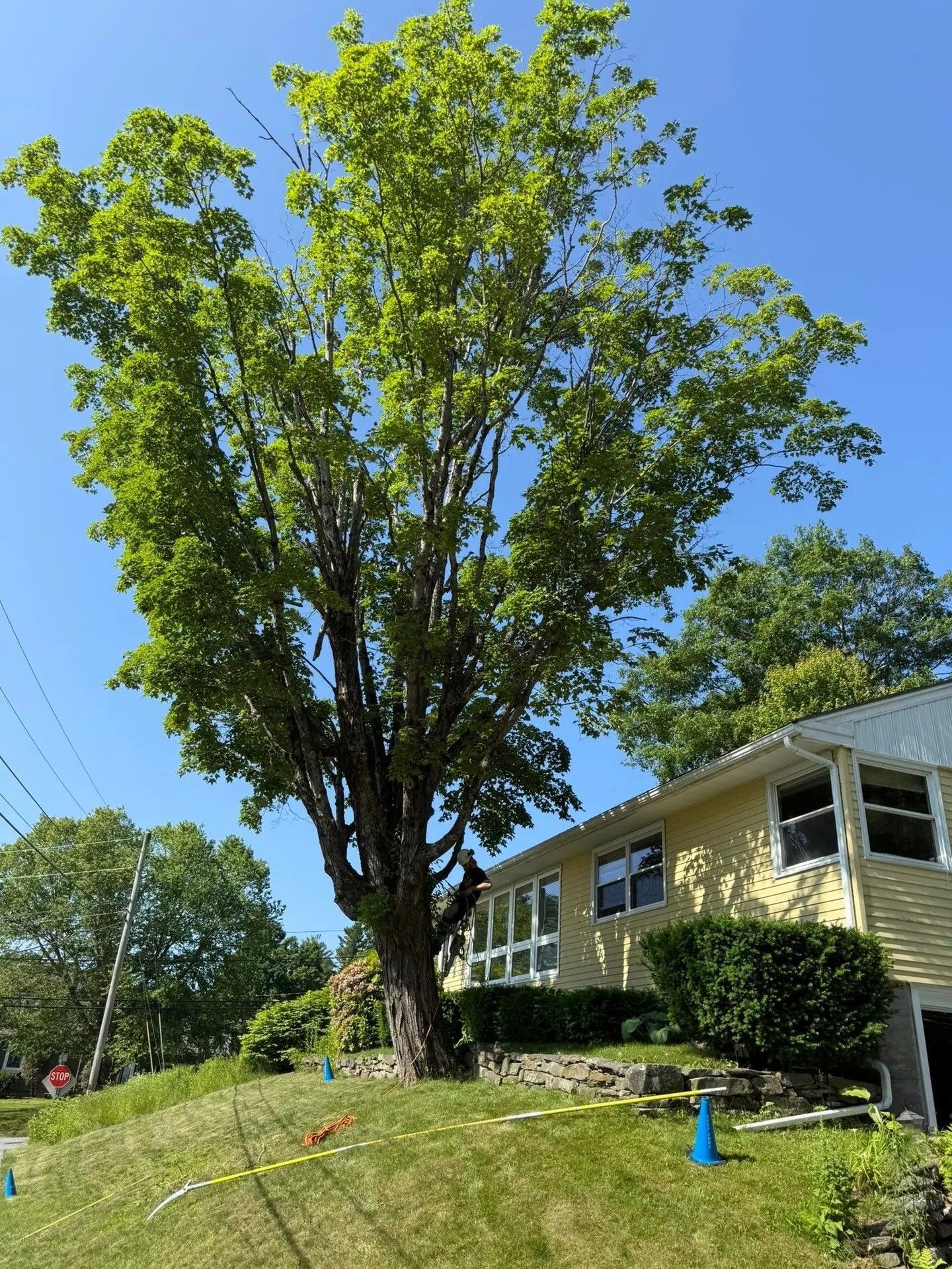 Tall tree with green leaves next to a yellow house on a sunny day.