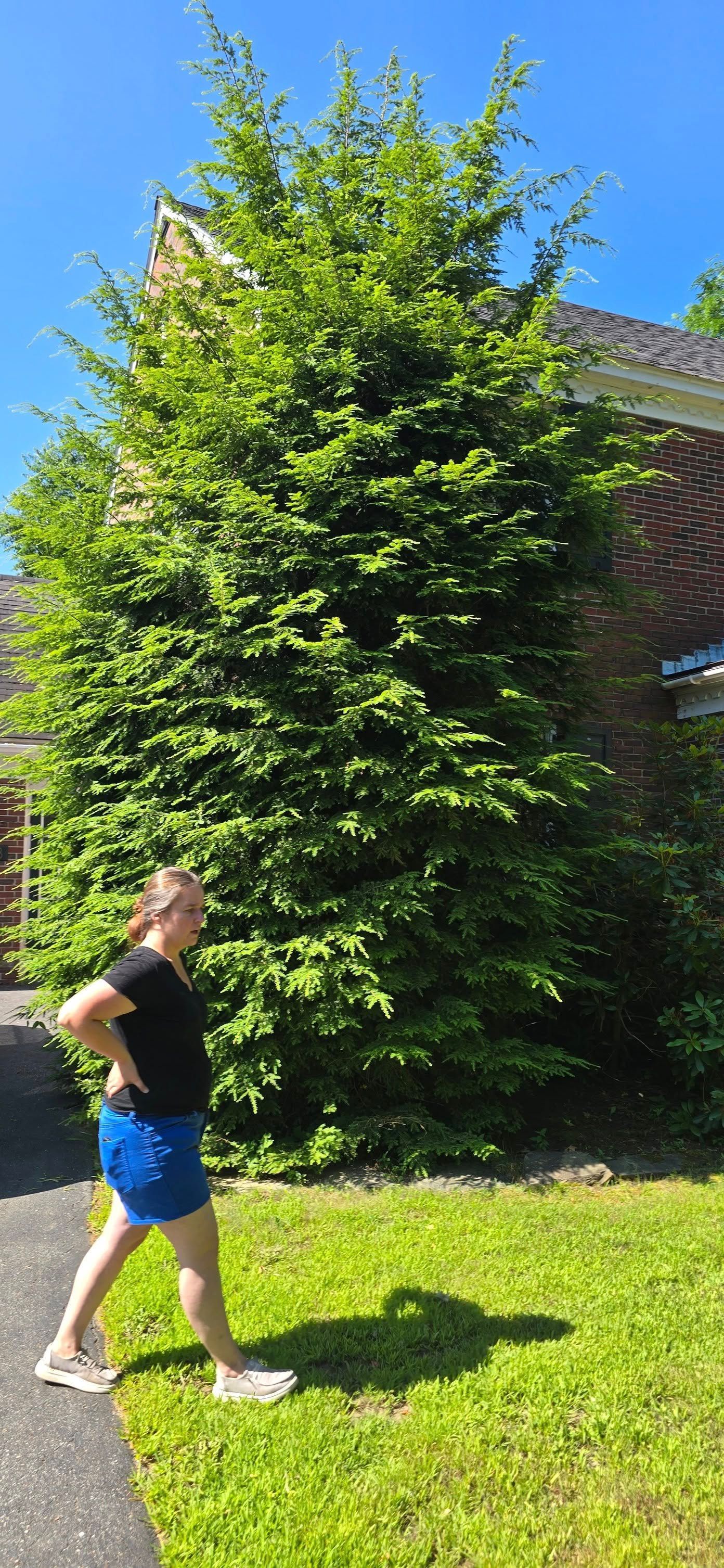 Woman walking on a sidewalk next to a grassy area, a large tree, and a brick building, under a blue sky.